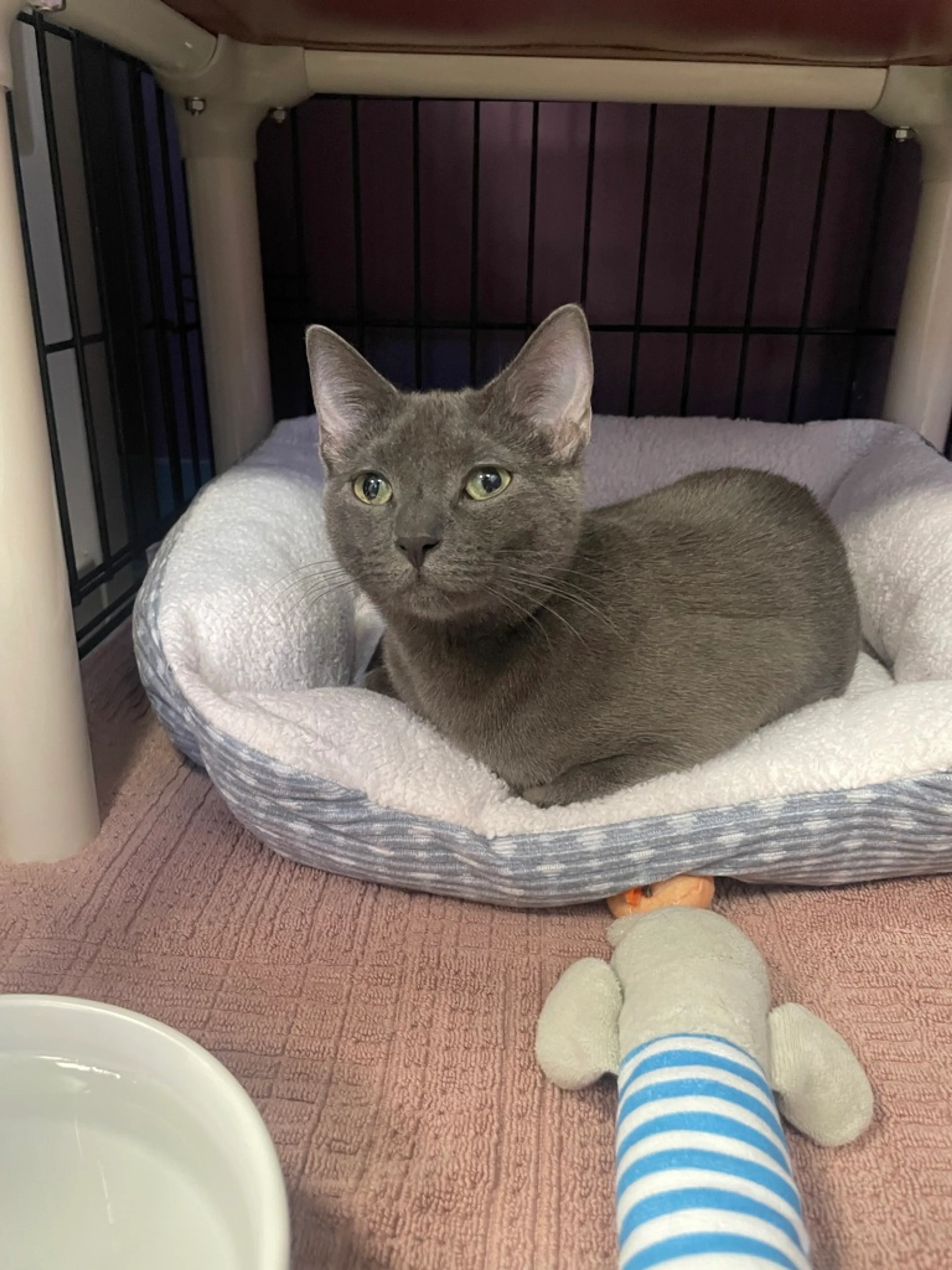 Found pet-1