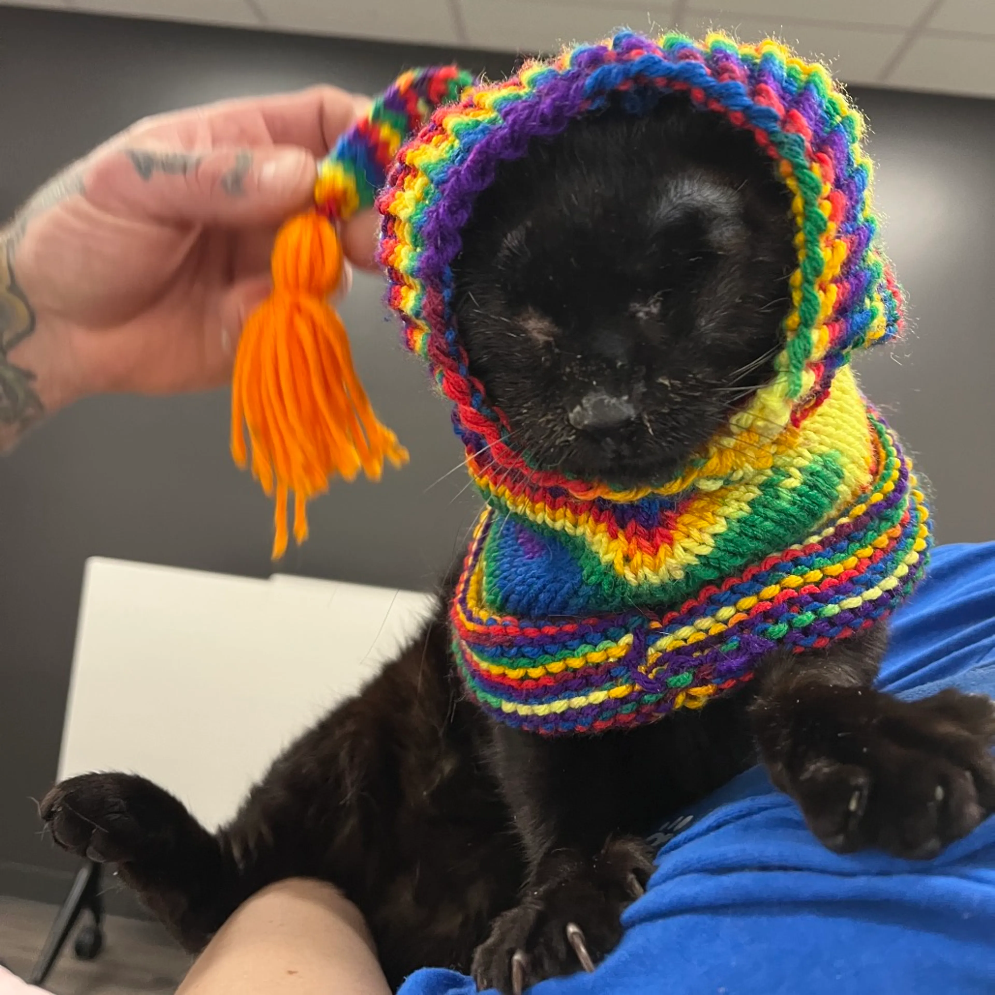 Found pet-6