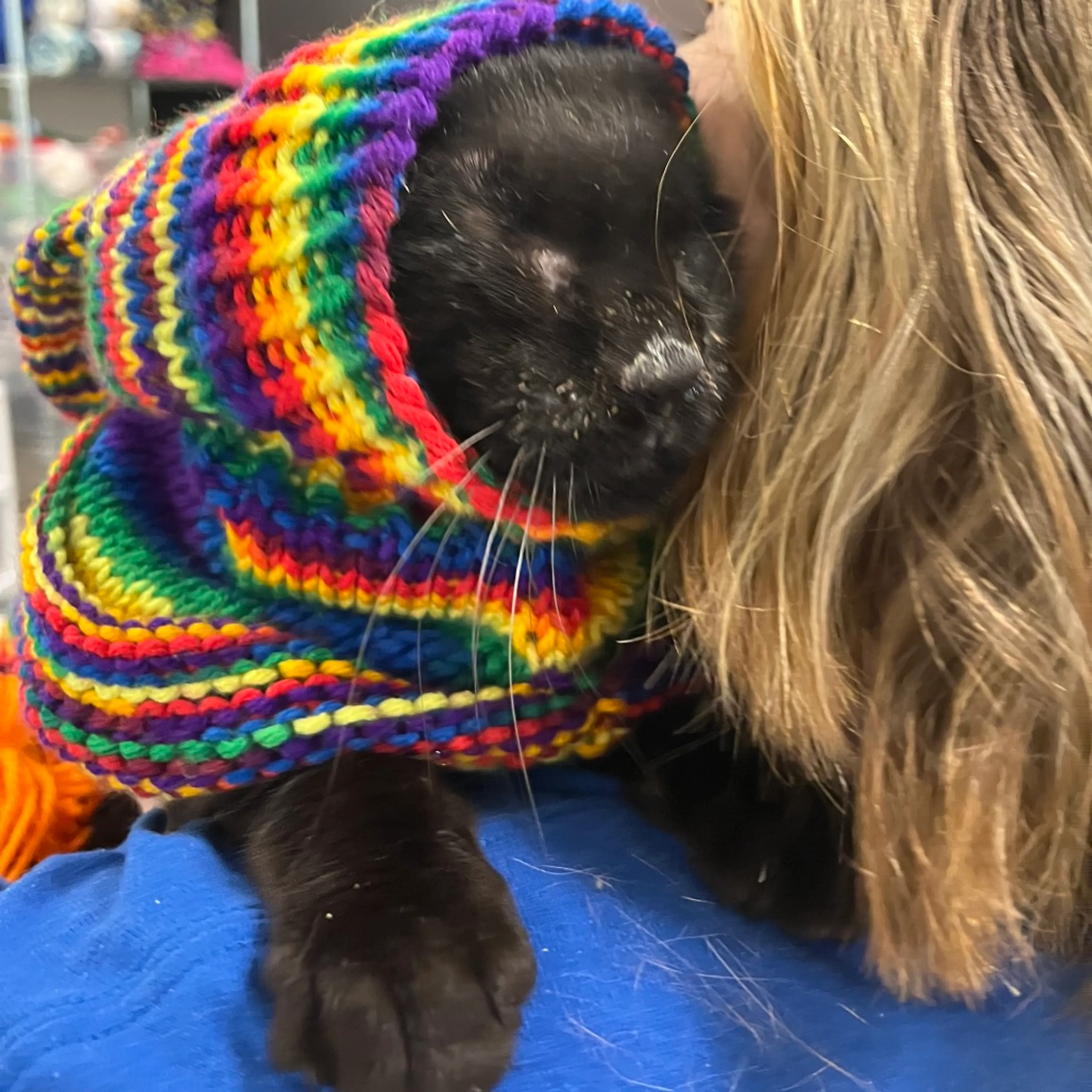 Found pet-5