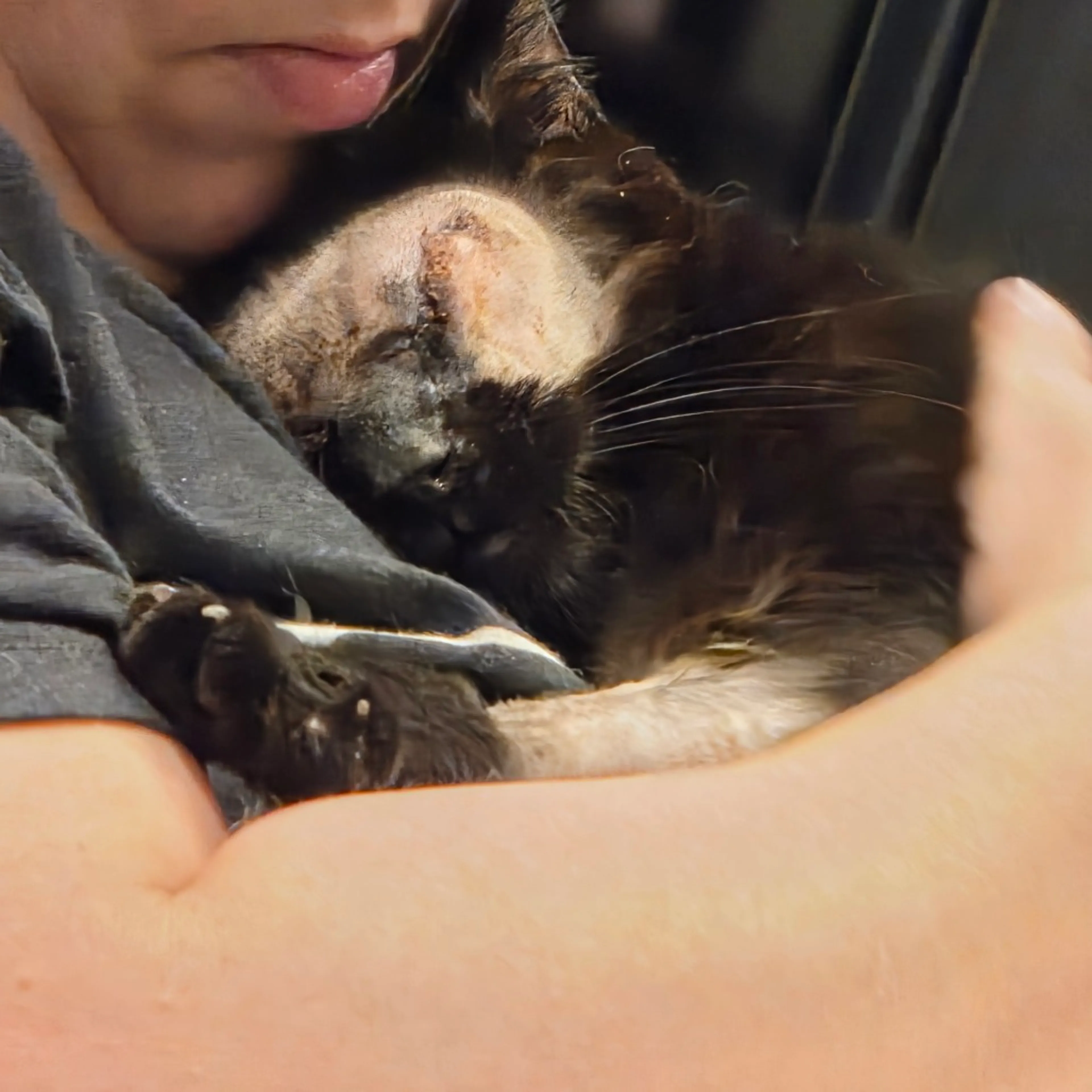 Found pet-1