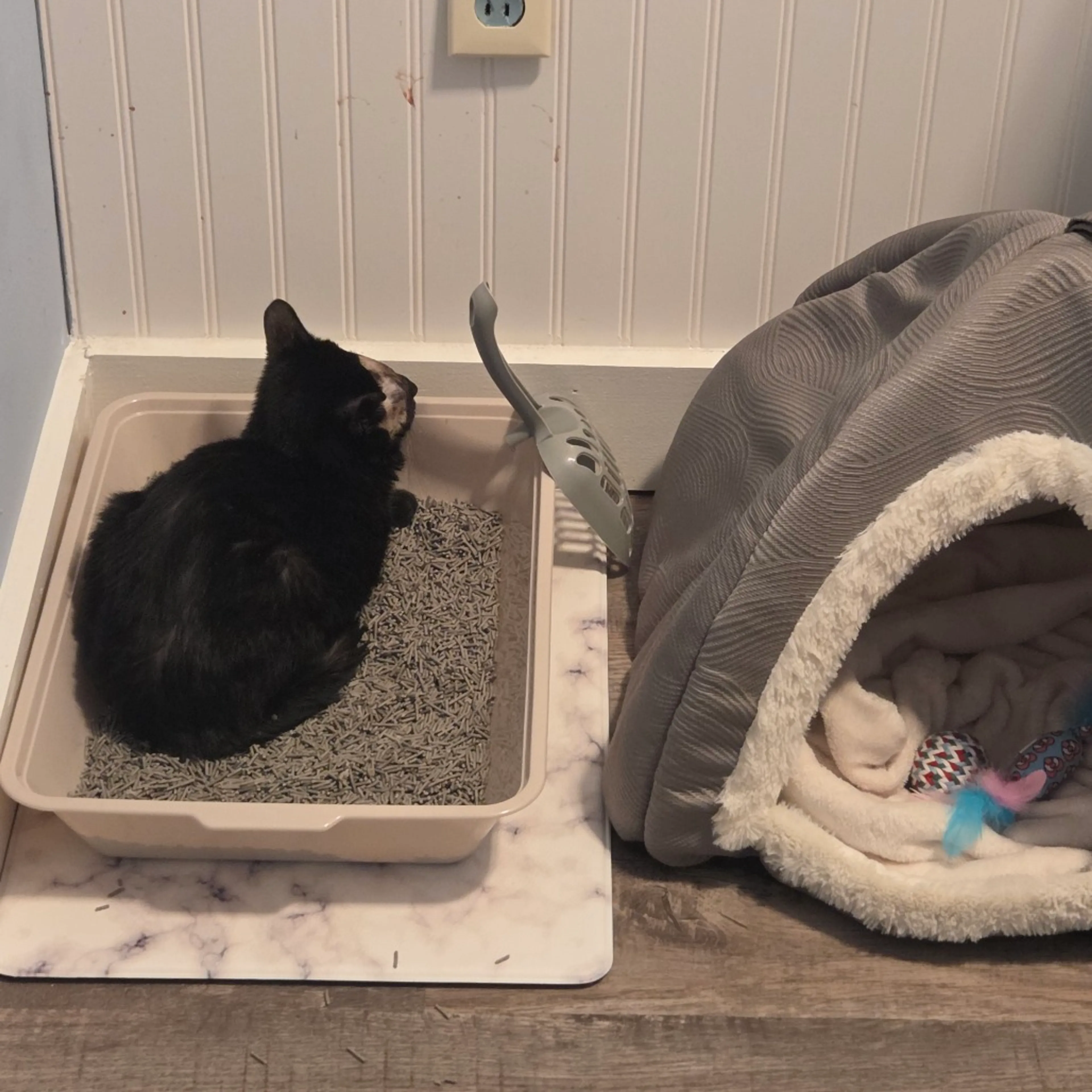Found pet-2