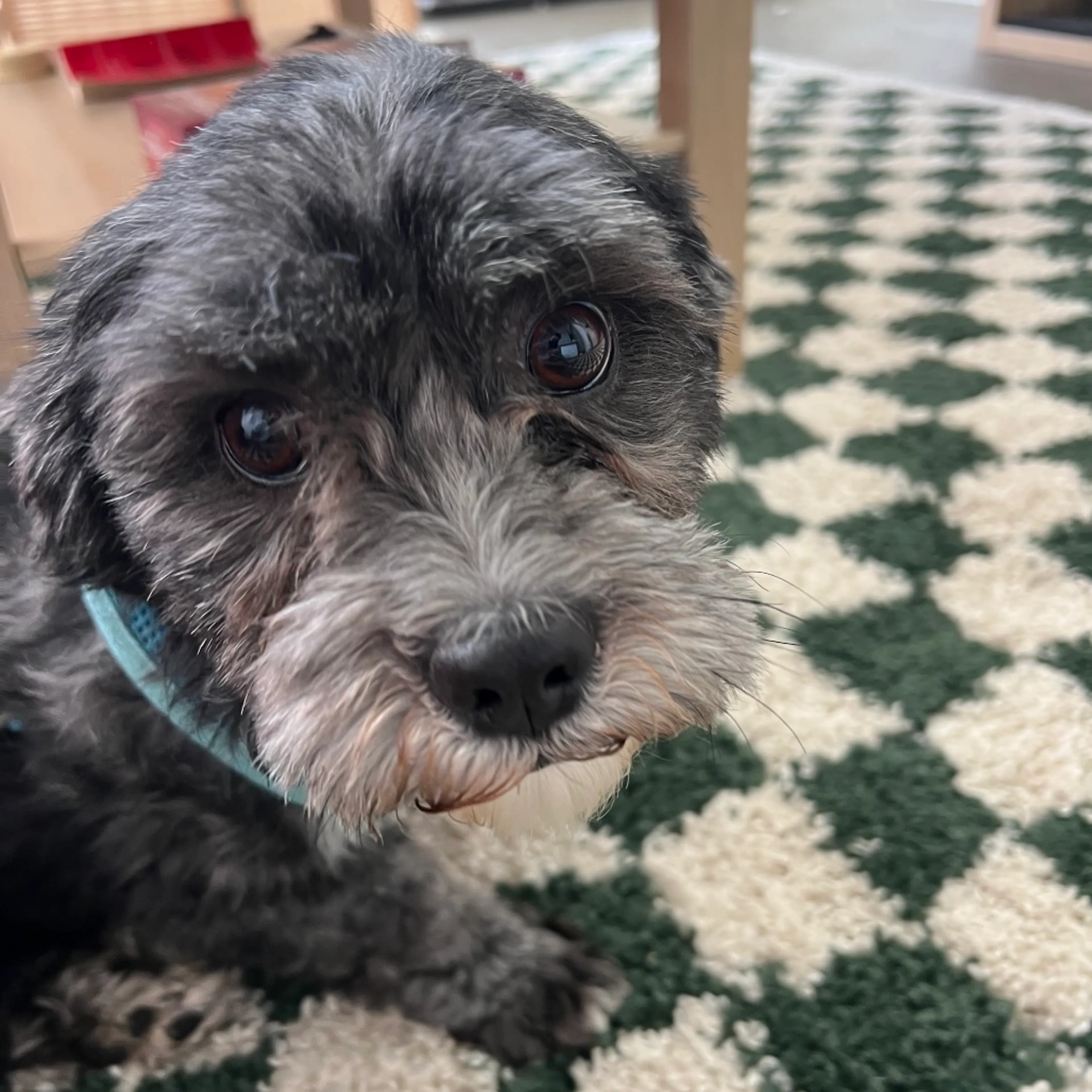 Found pet-2