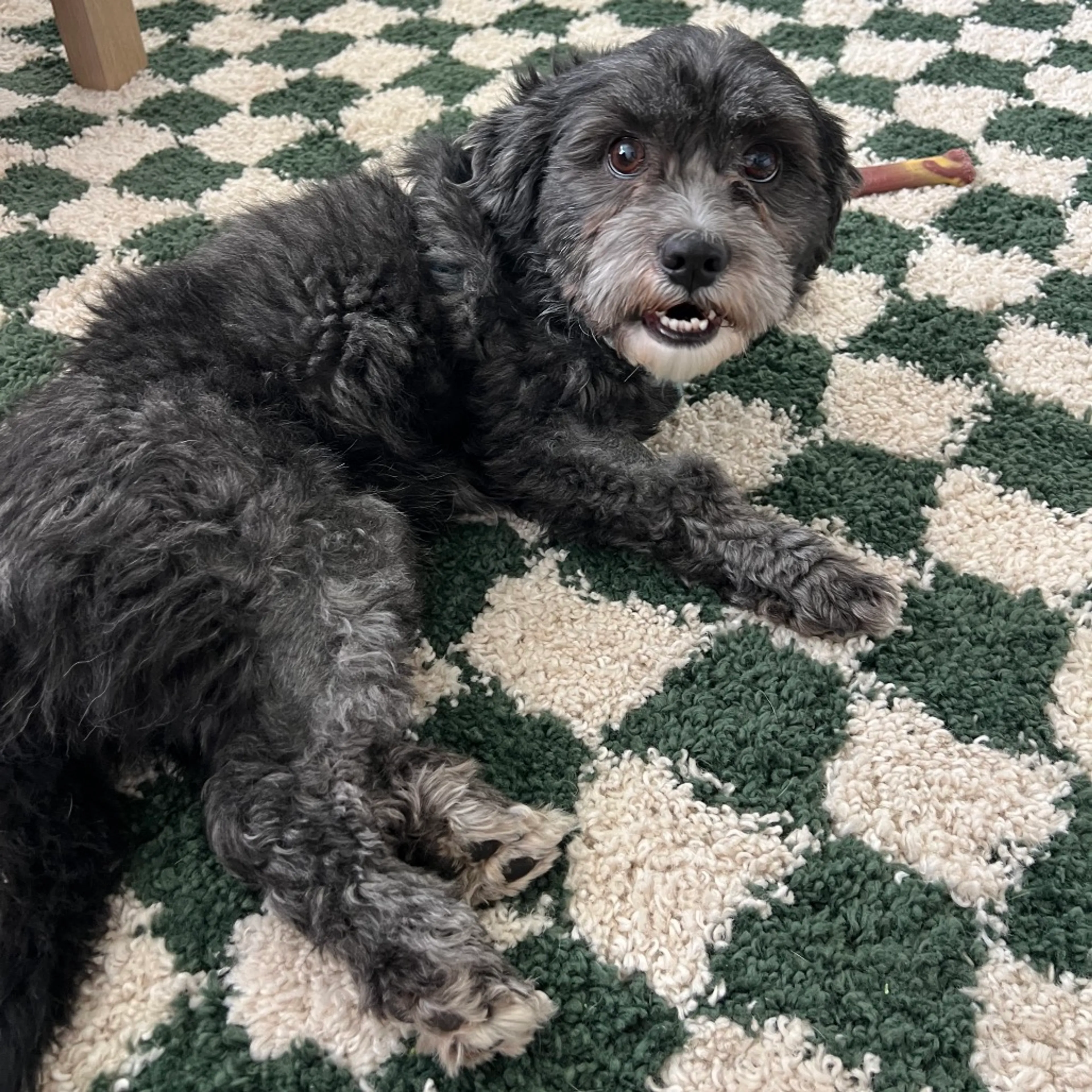 Found pet-1