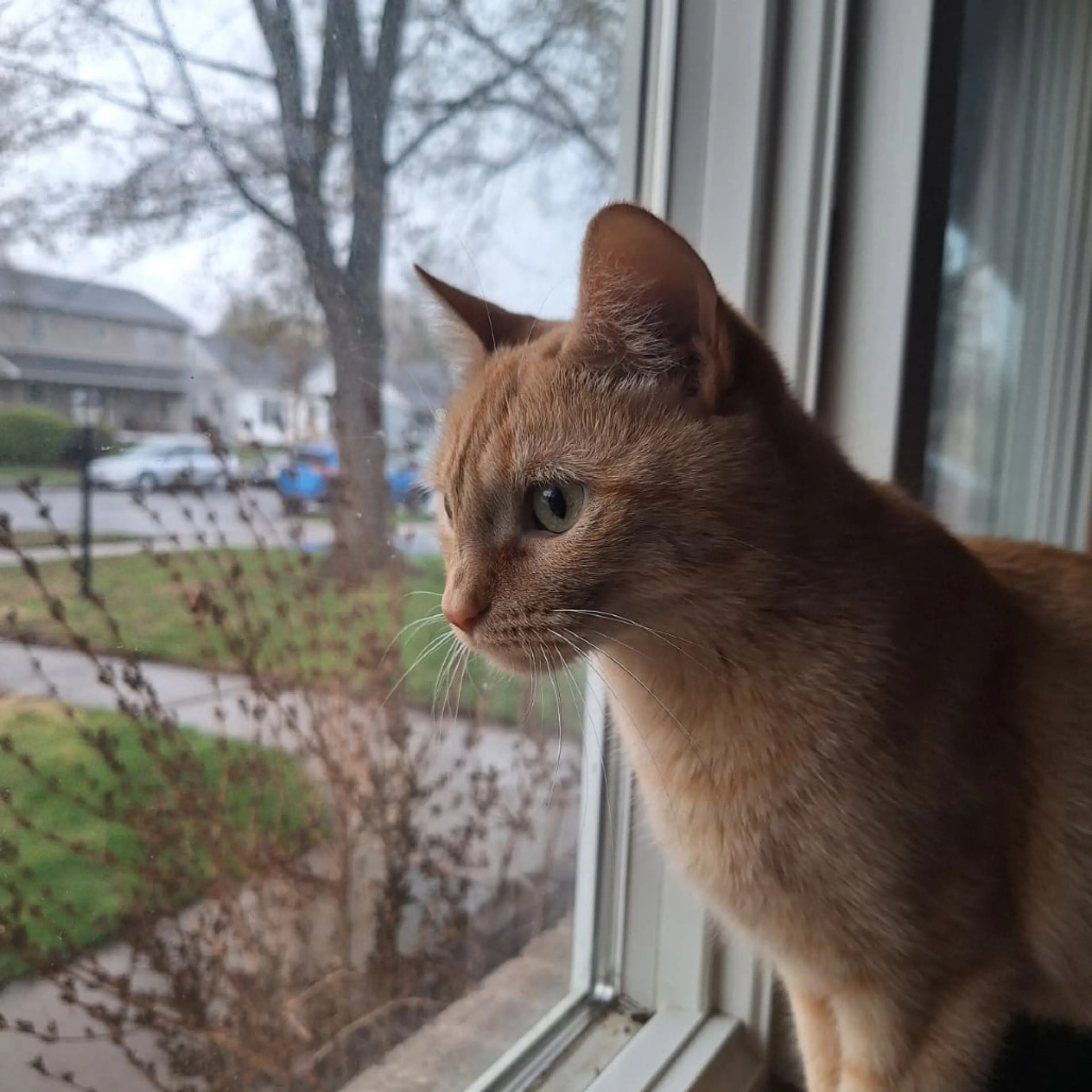 Found pet-0