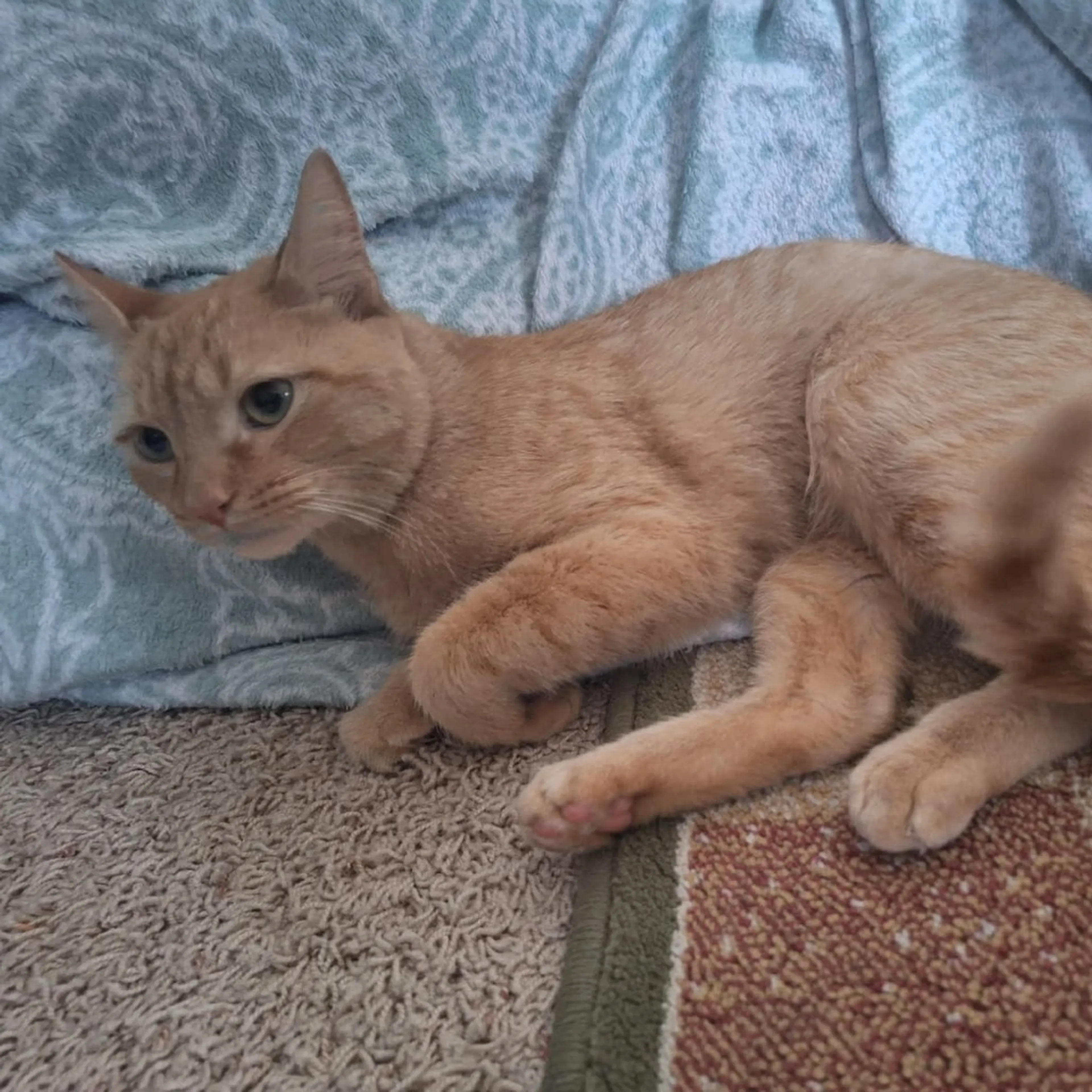 Found pet-4