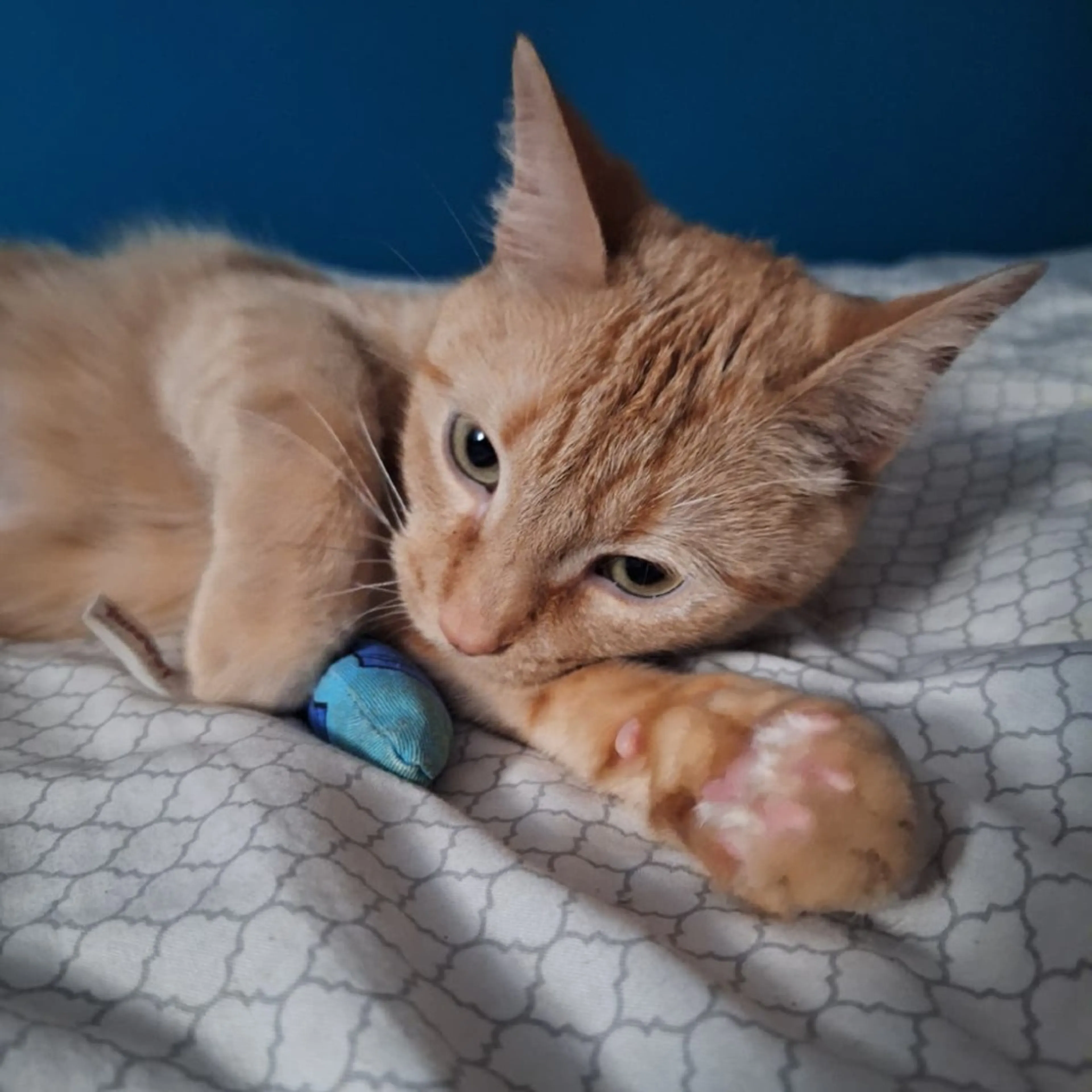 Found pet-3