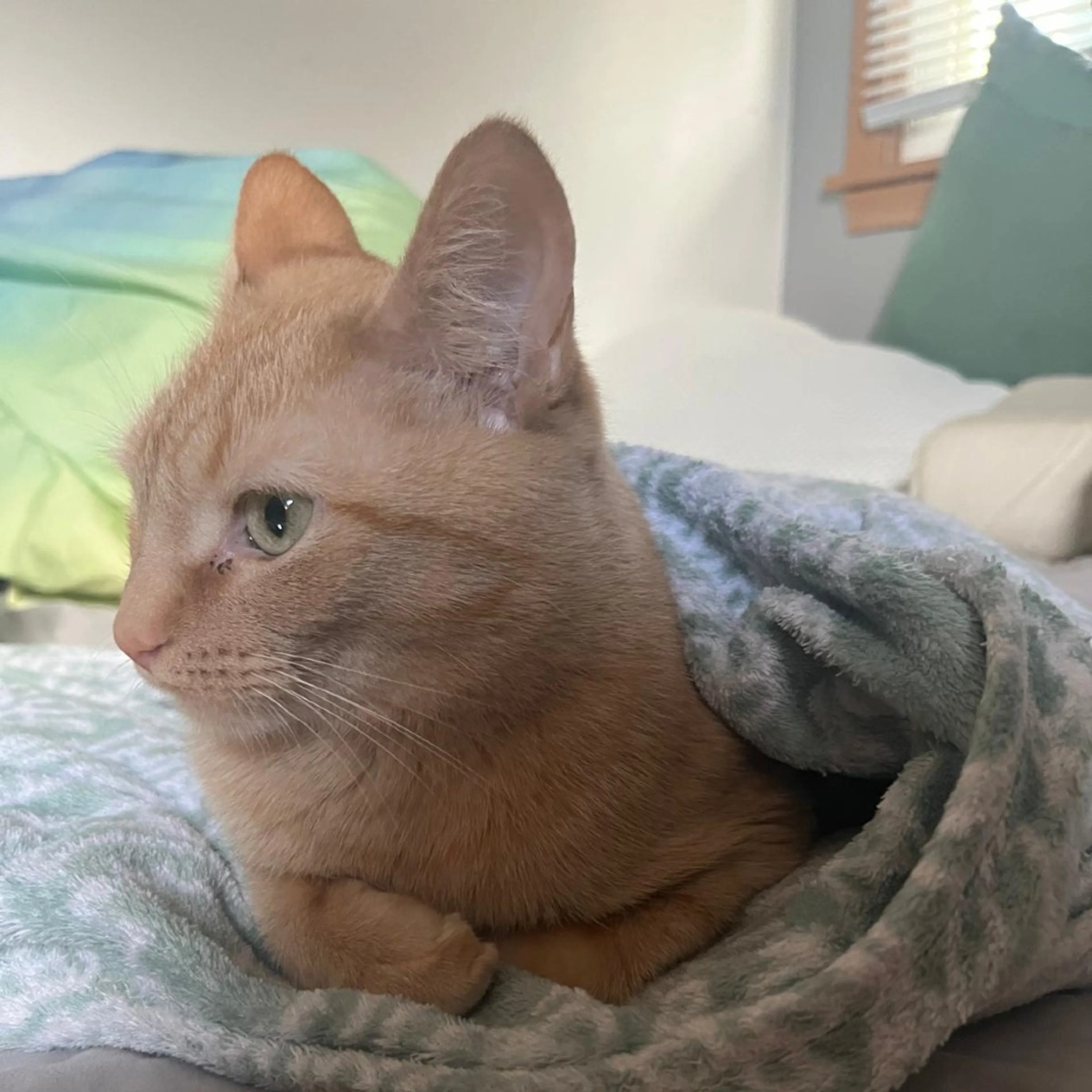 Found pet-2