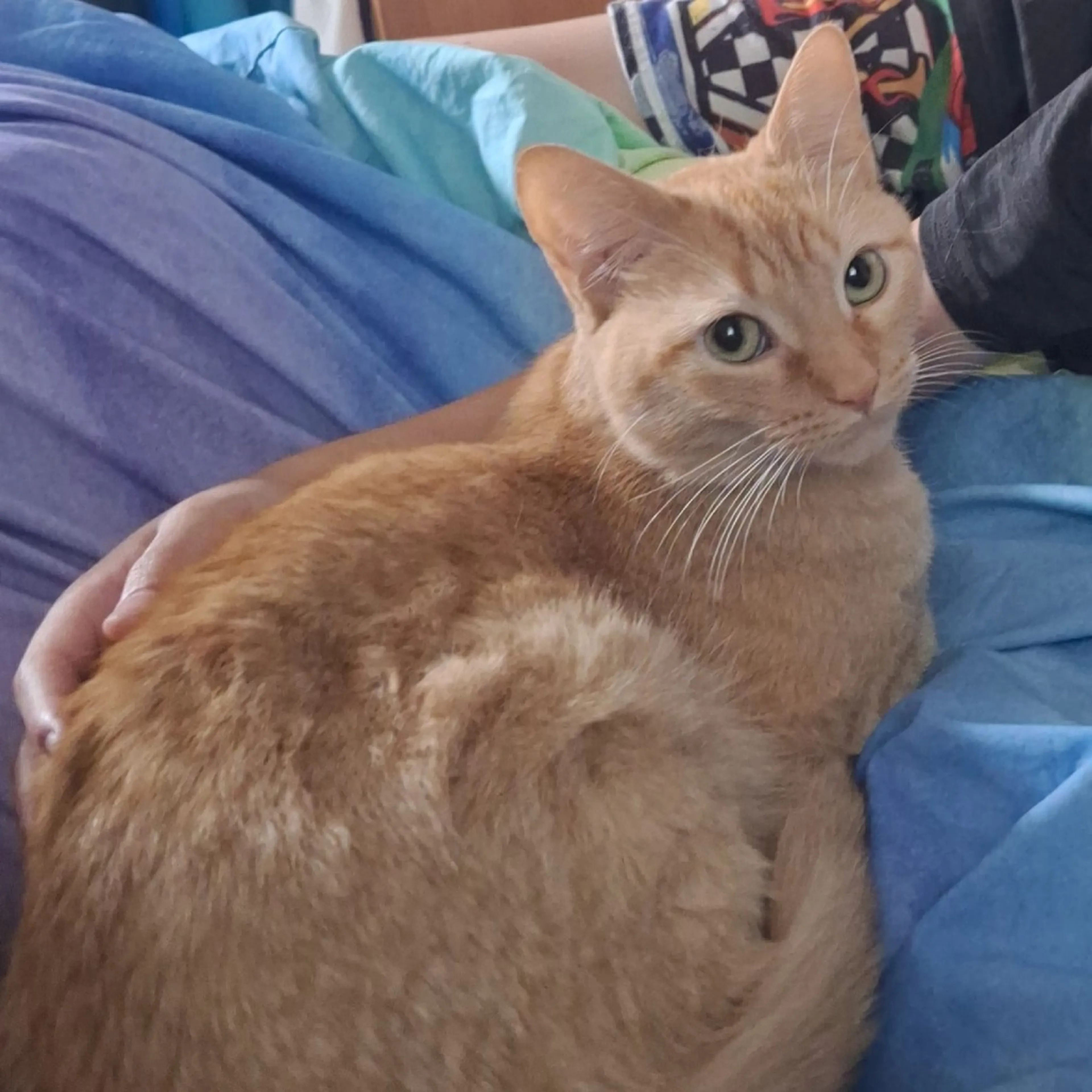 Found pet-1