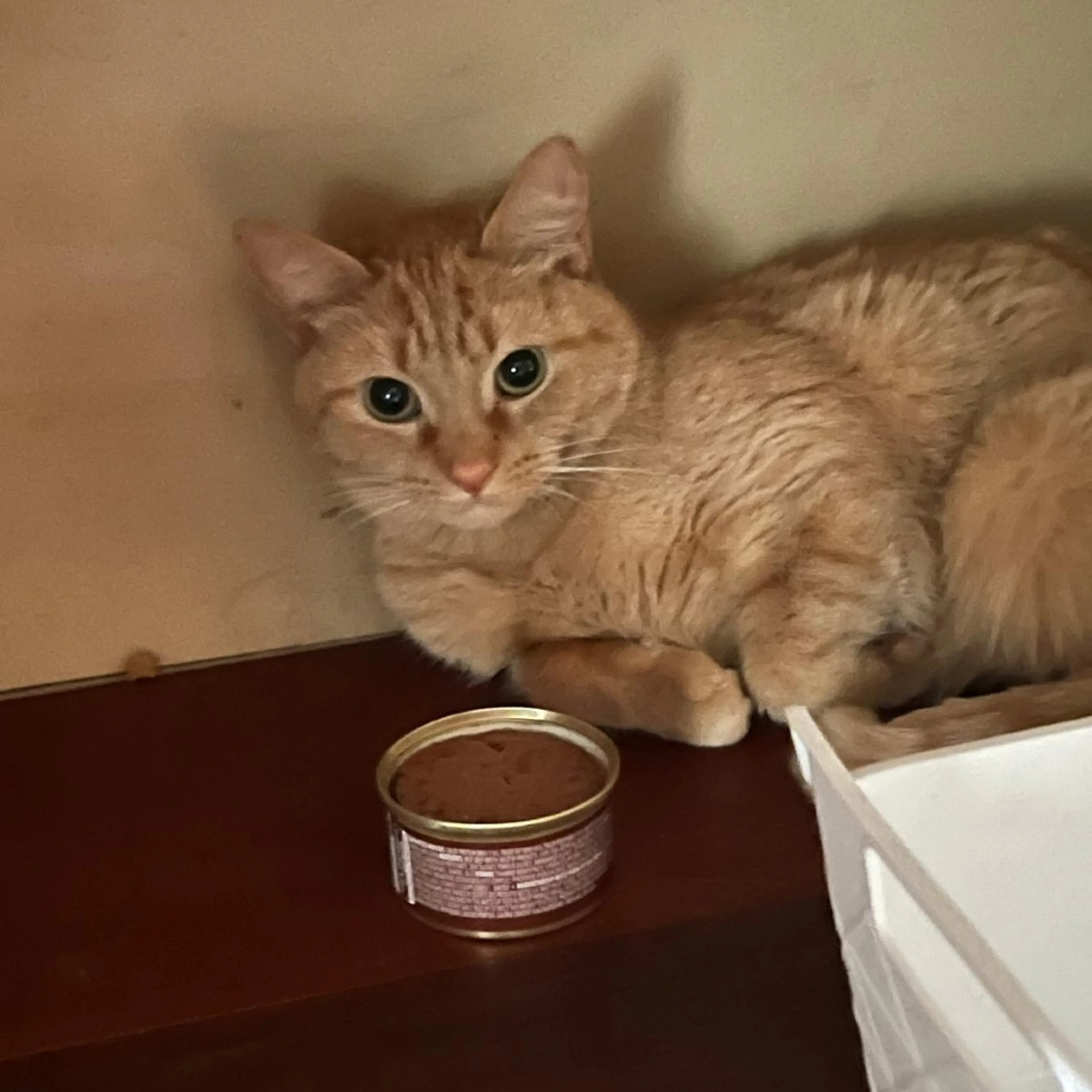 Found pet-5