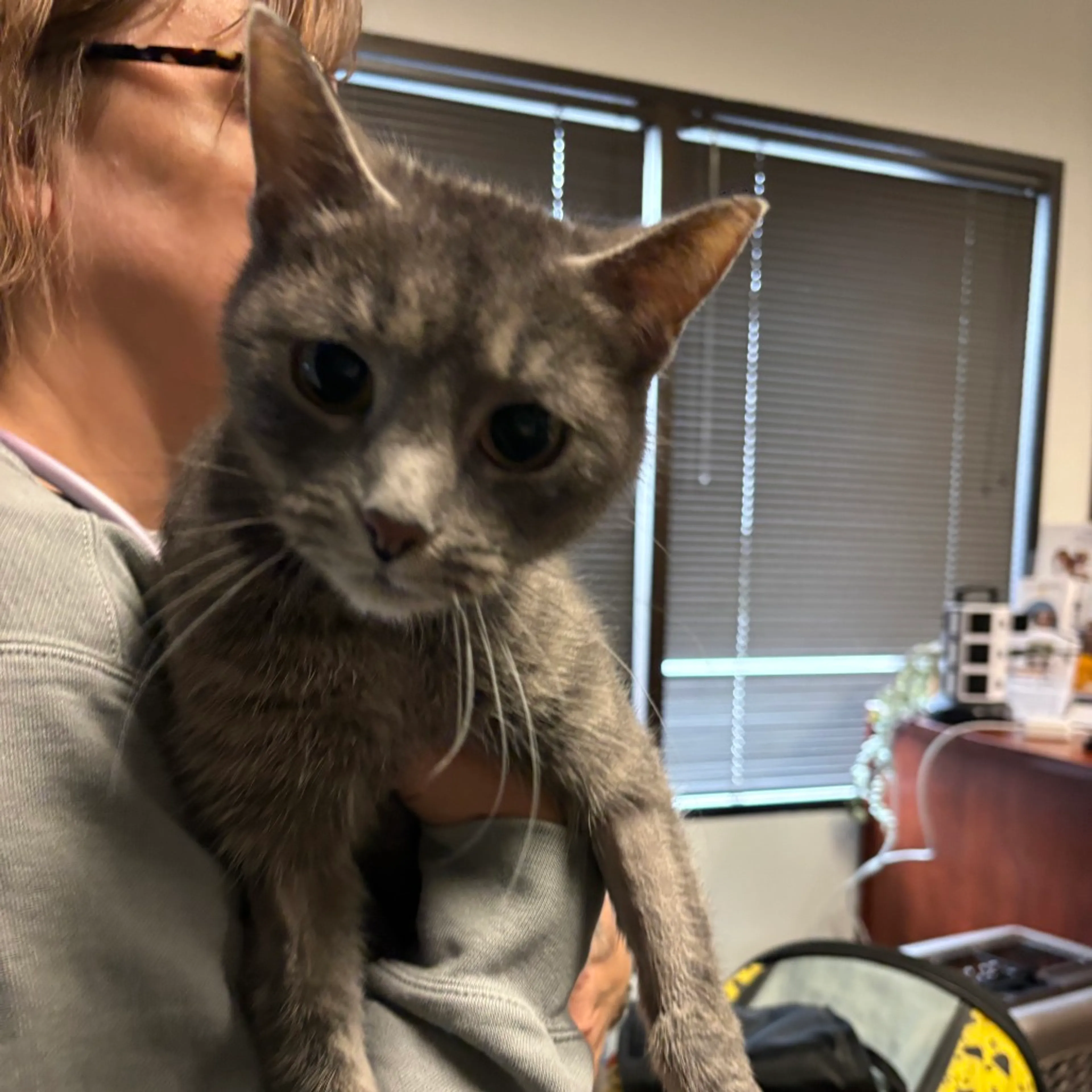 Found pet