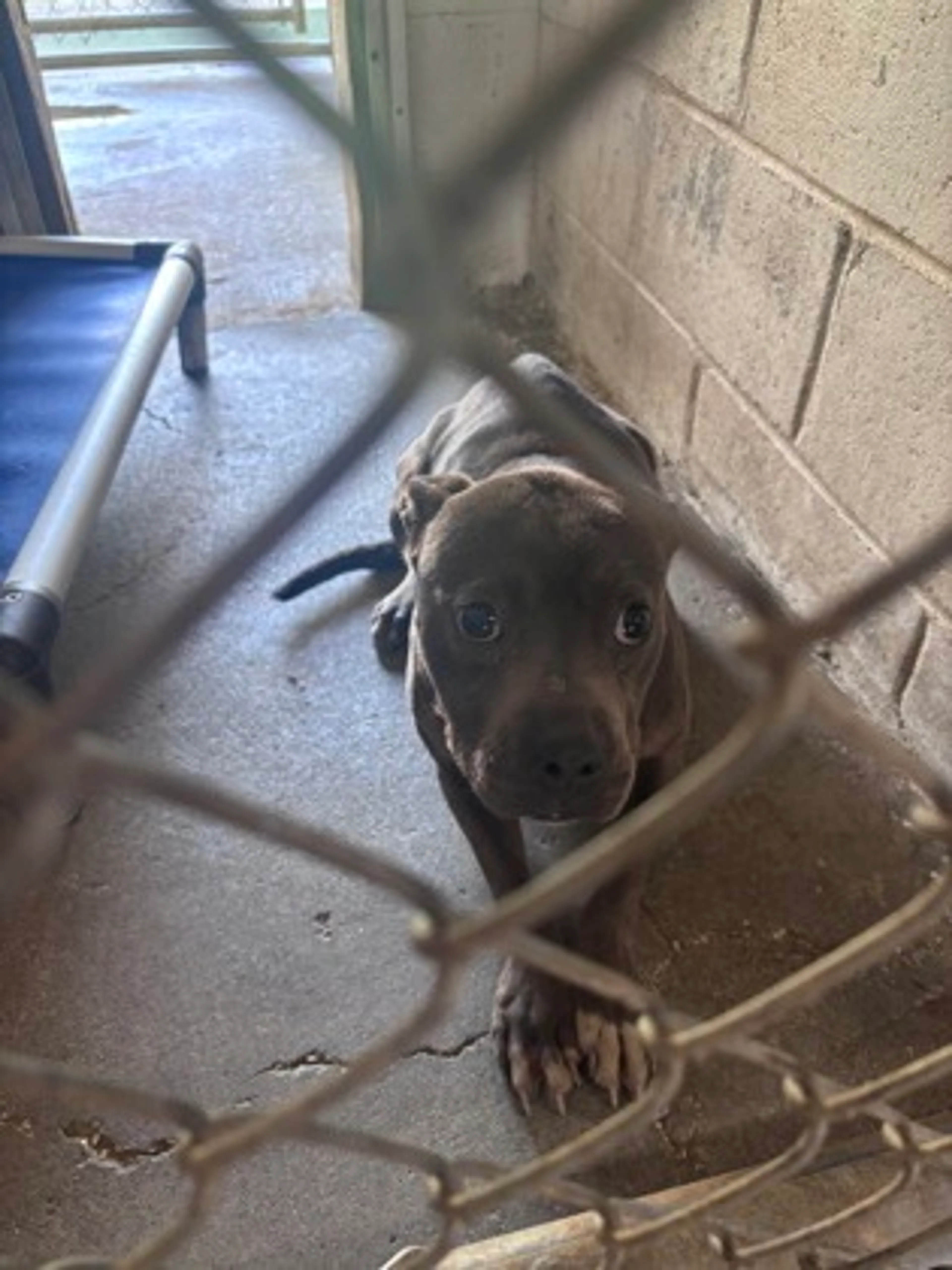 Found pet