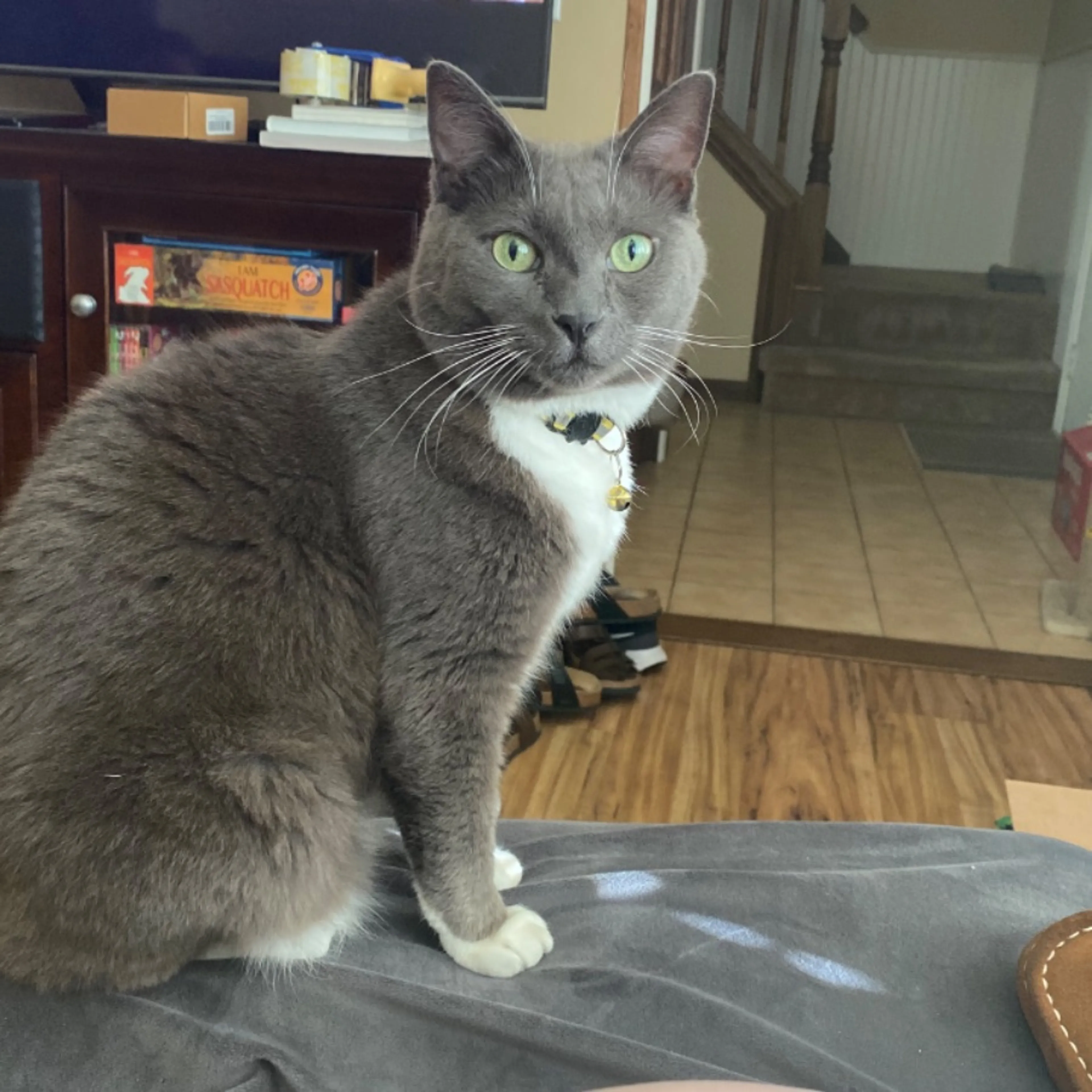 Lost pet-0
