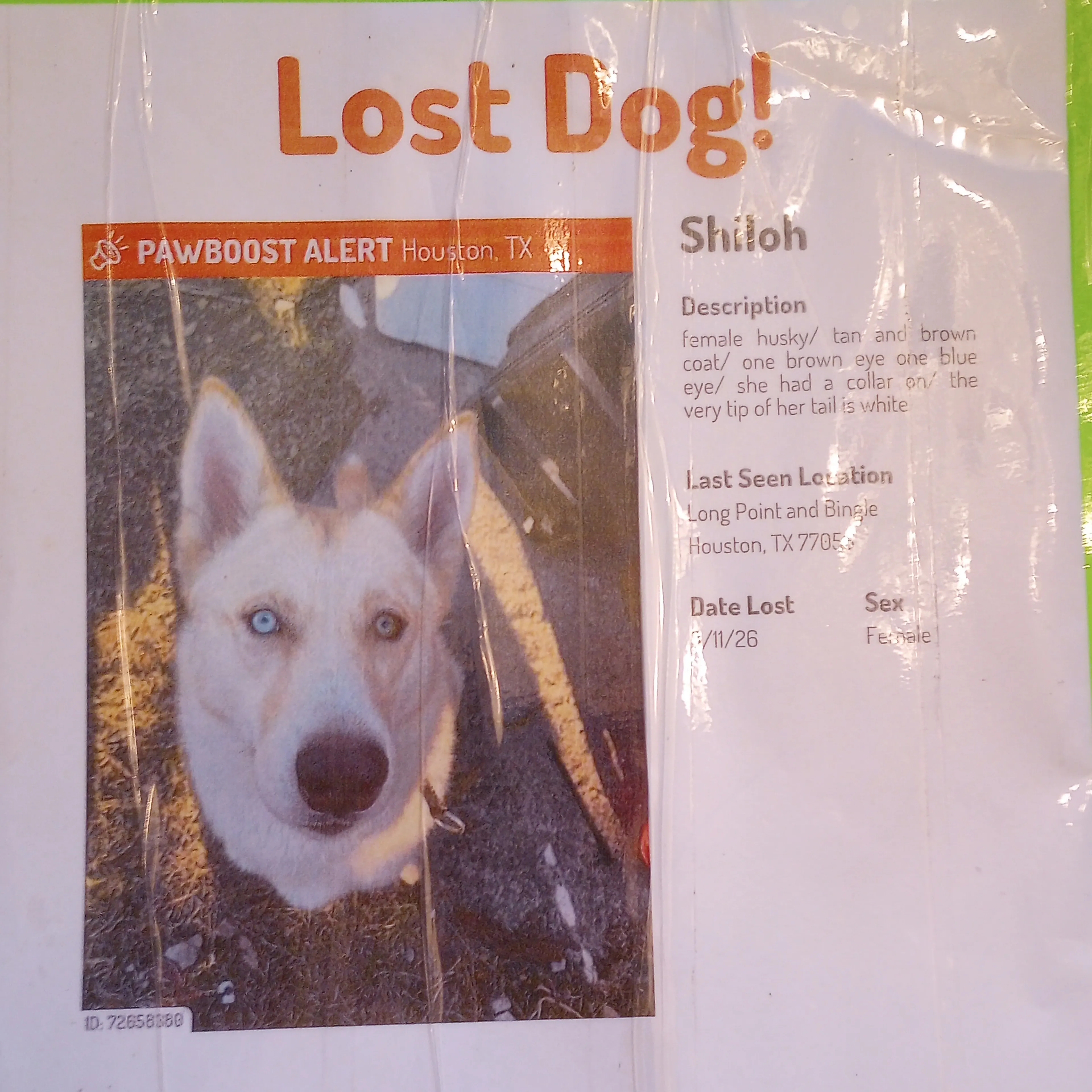 Lost pet-1