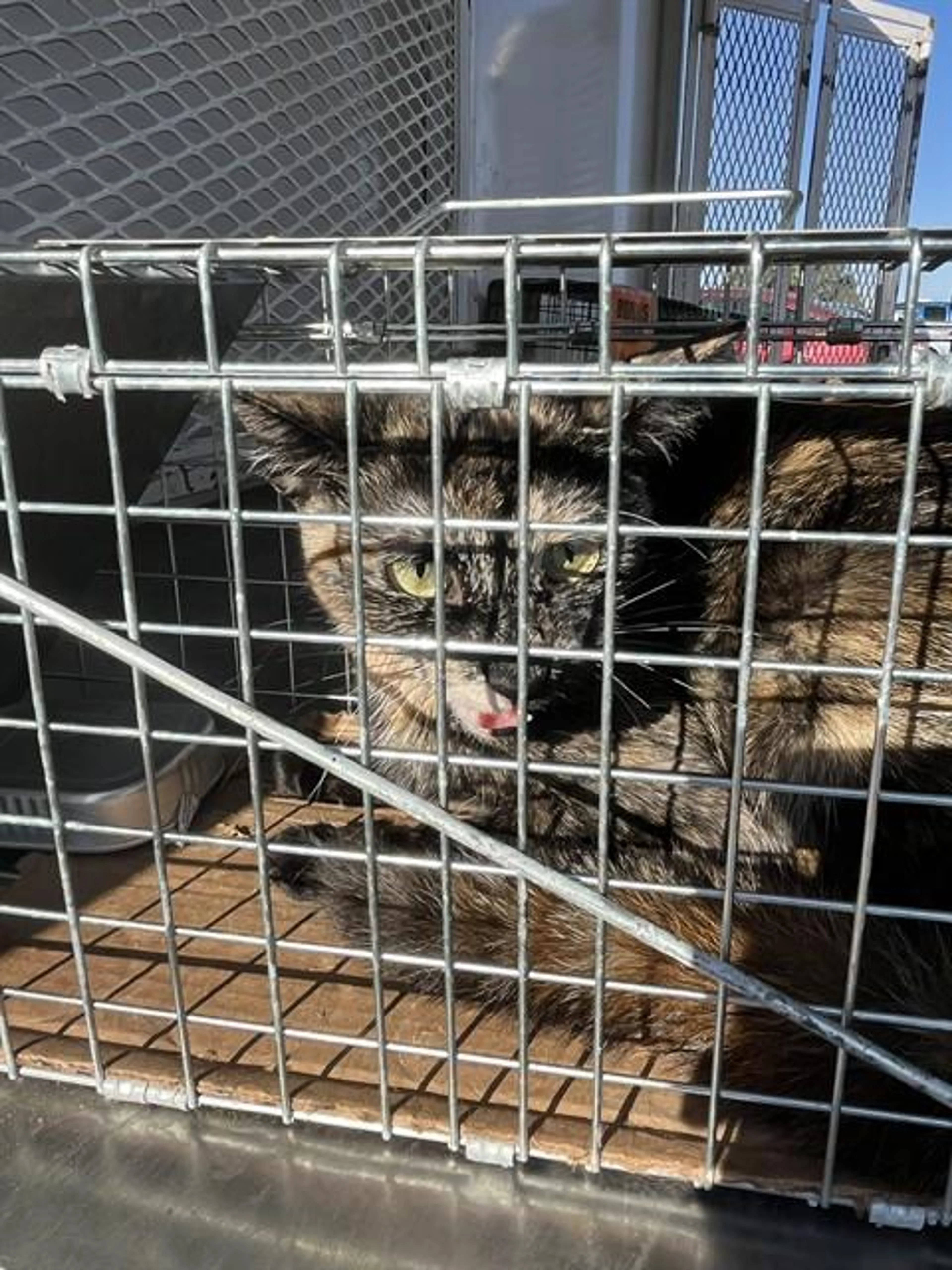 Found pet