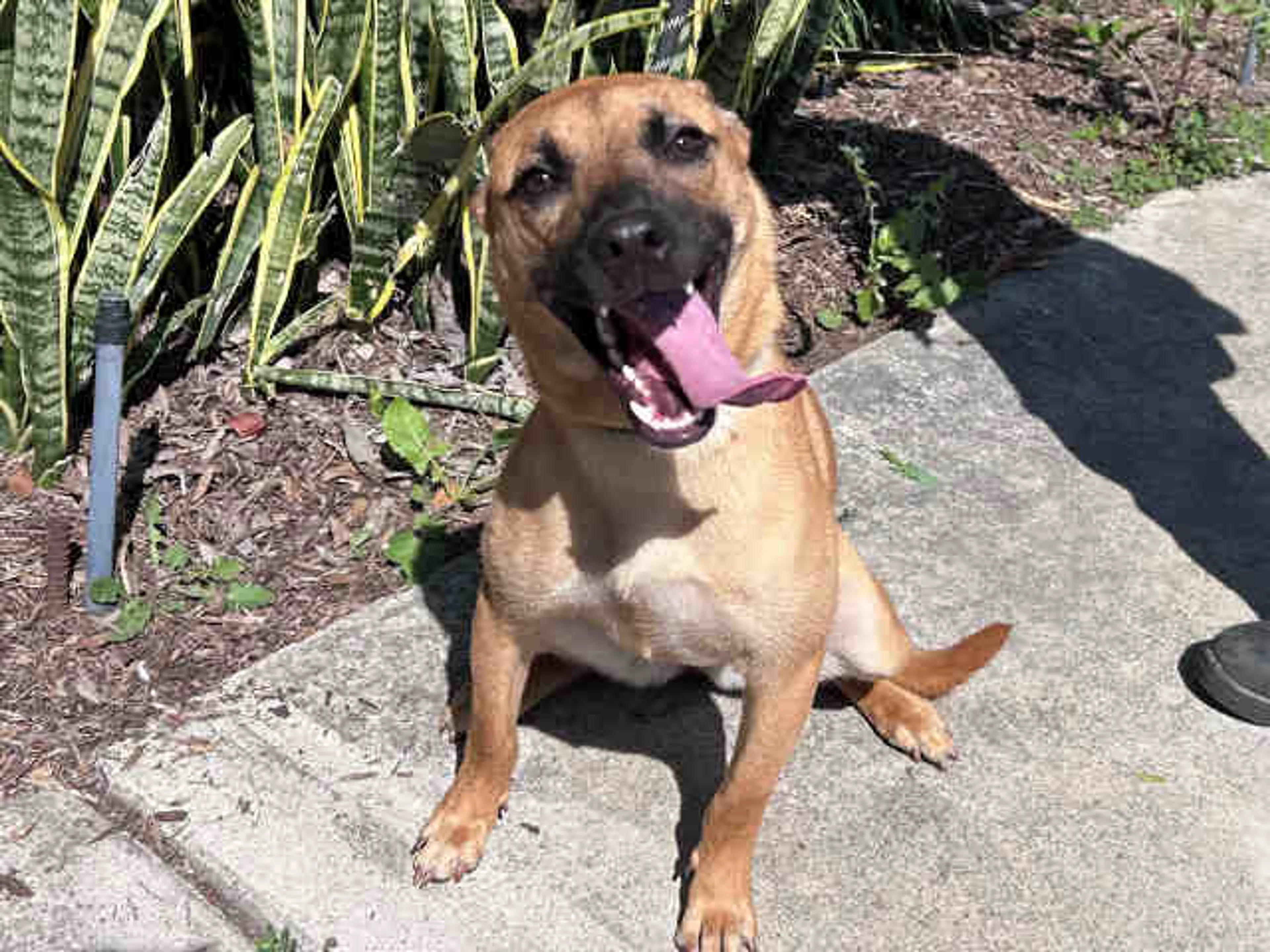 Found pet