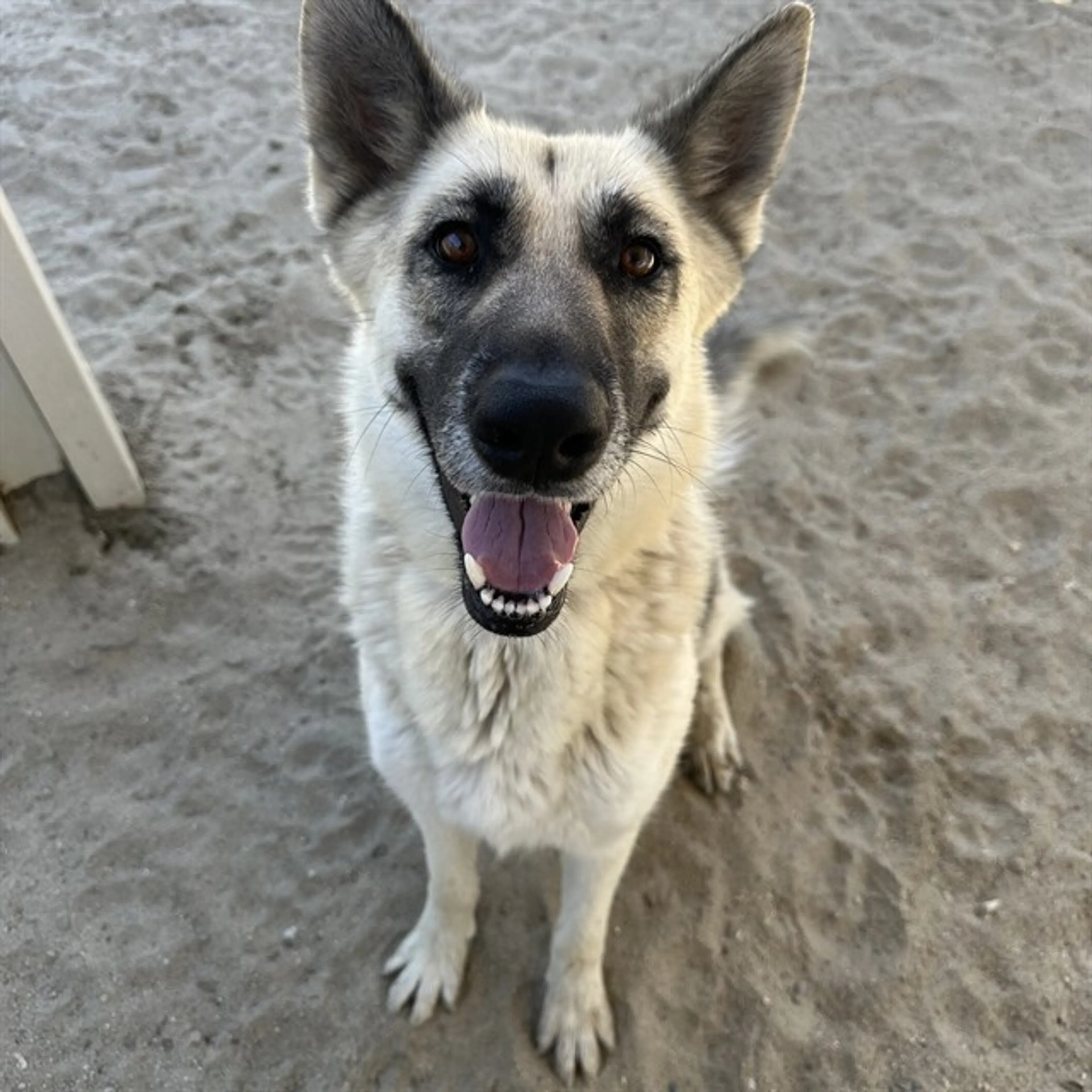 Found pet