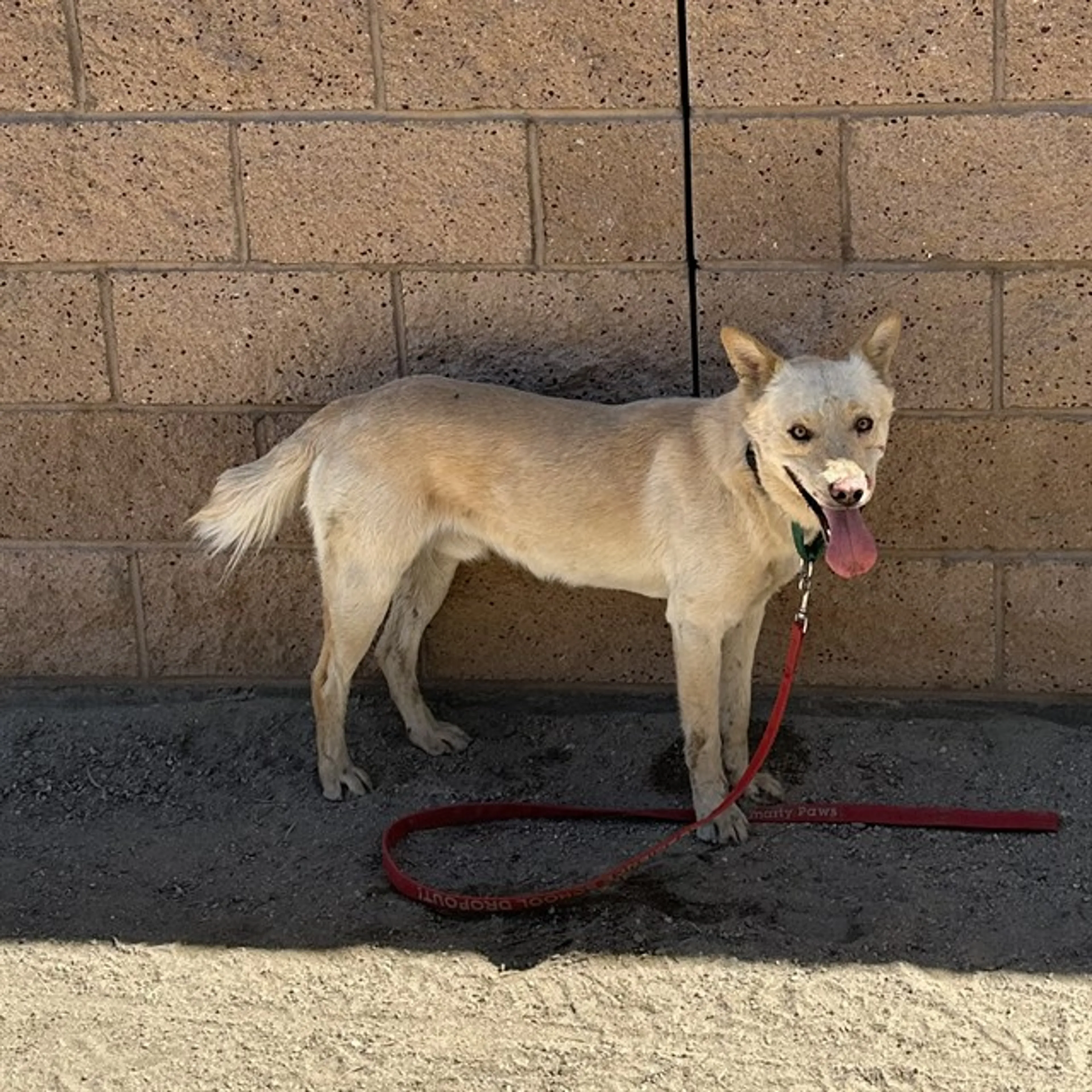 Found pet