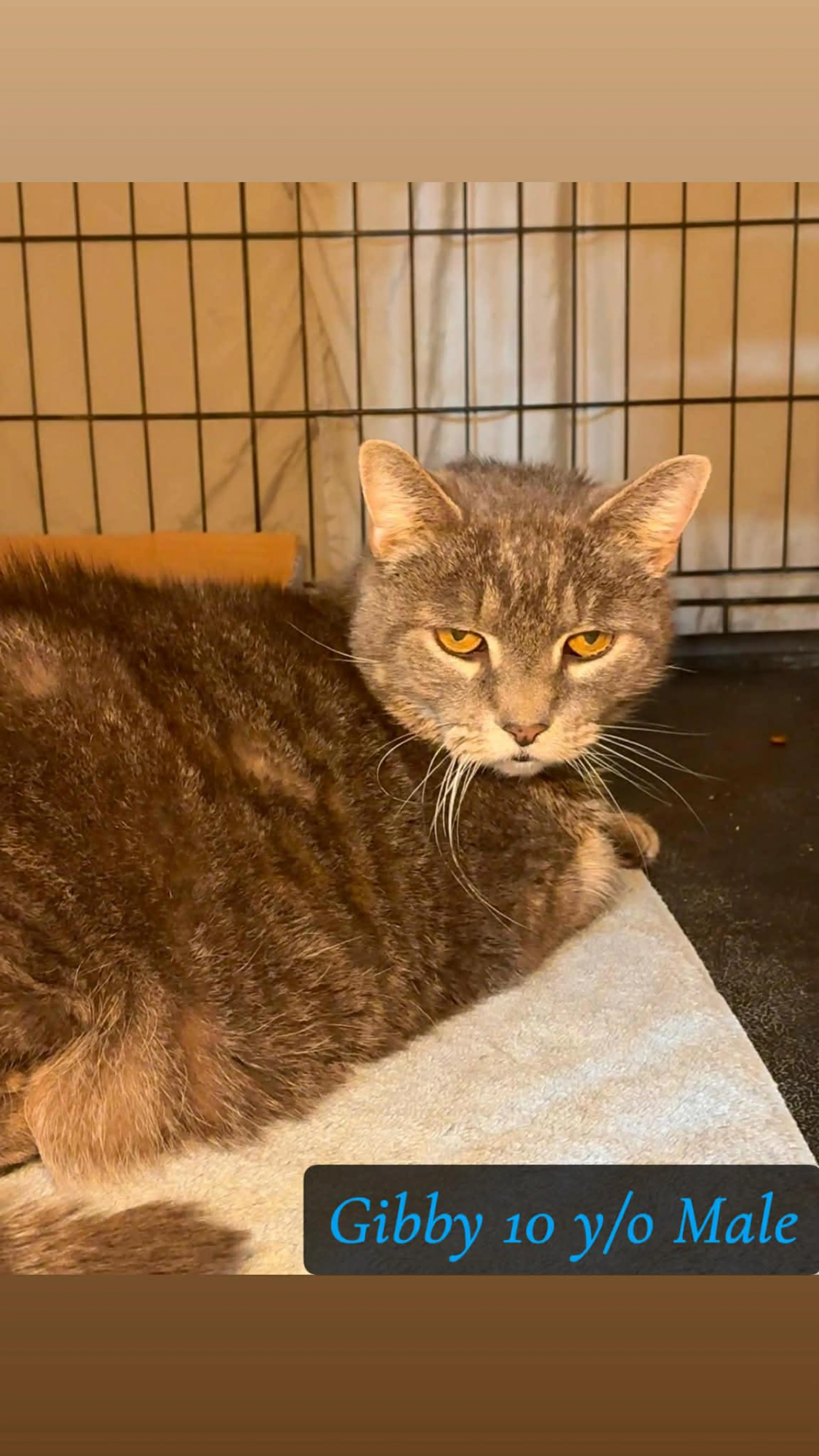 Found pet