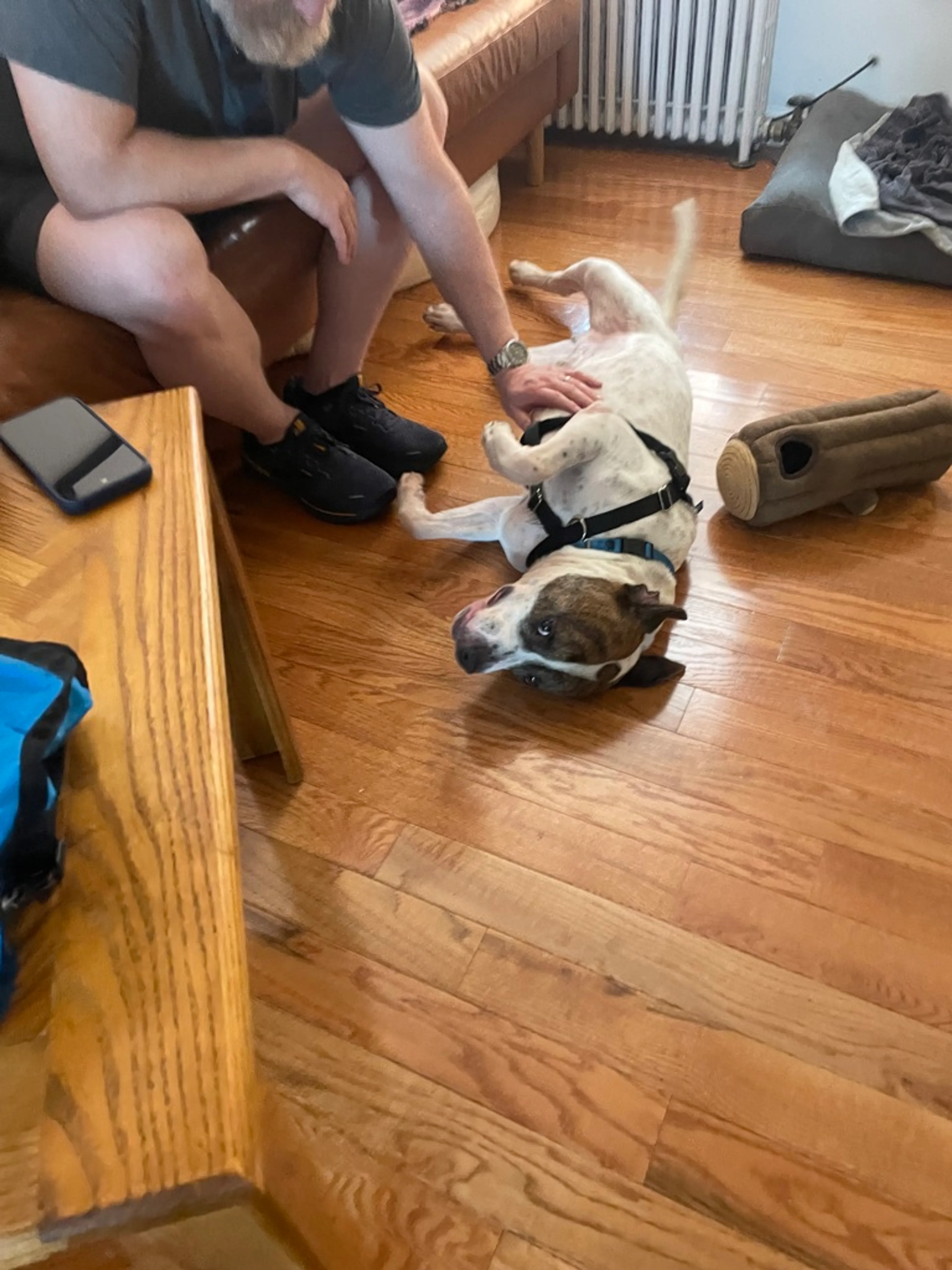 Found pet-8