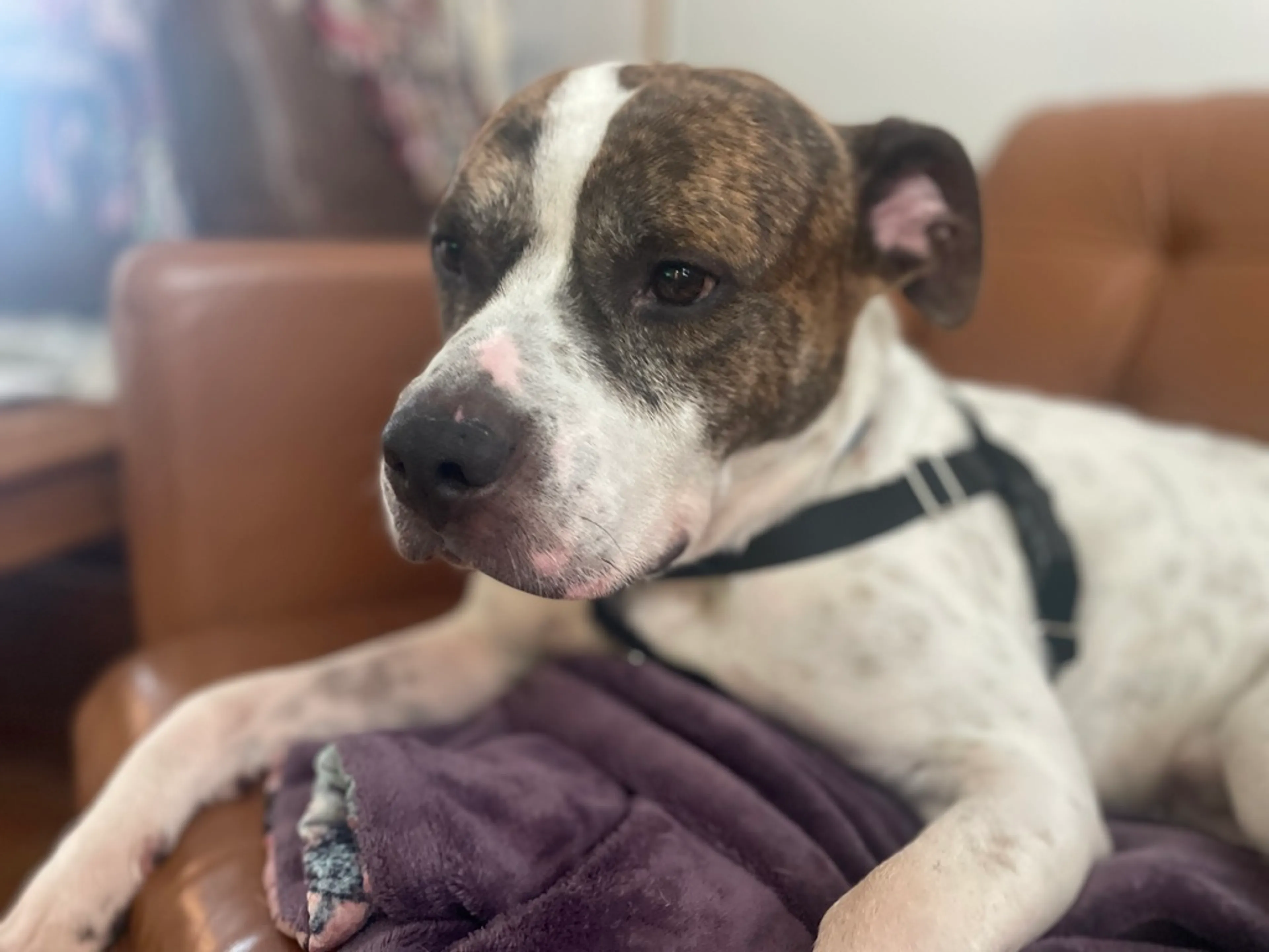 Found pet-2