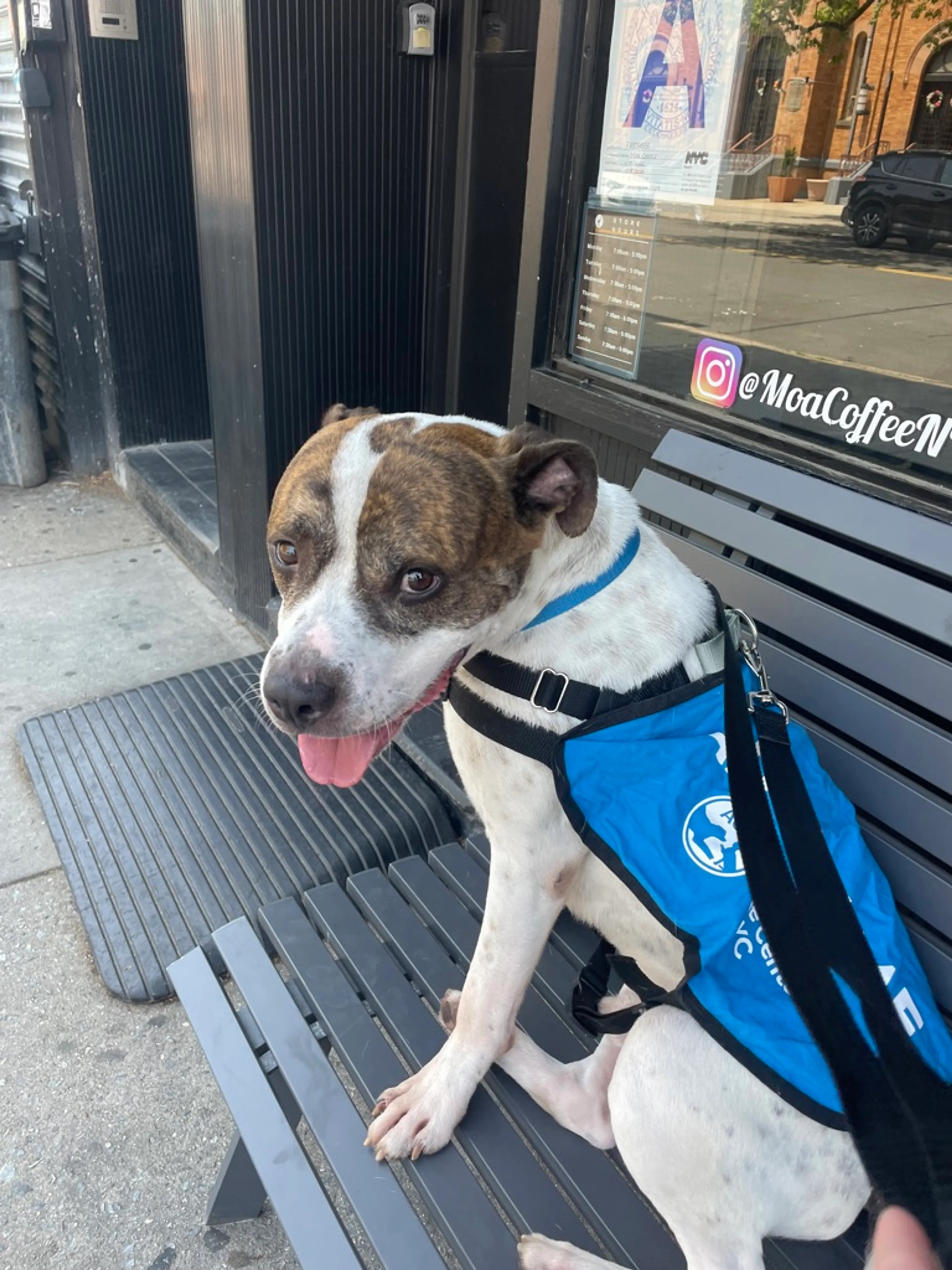 Found pet-6
