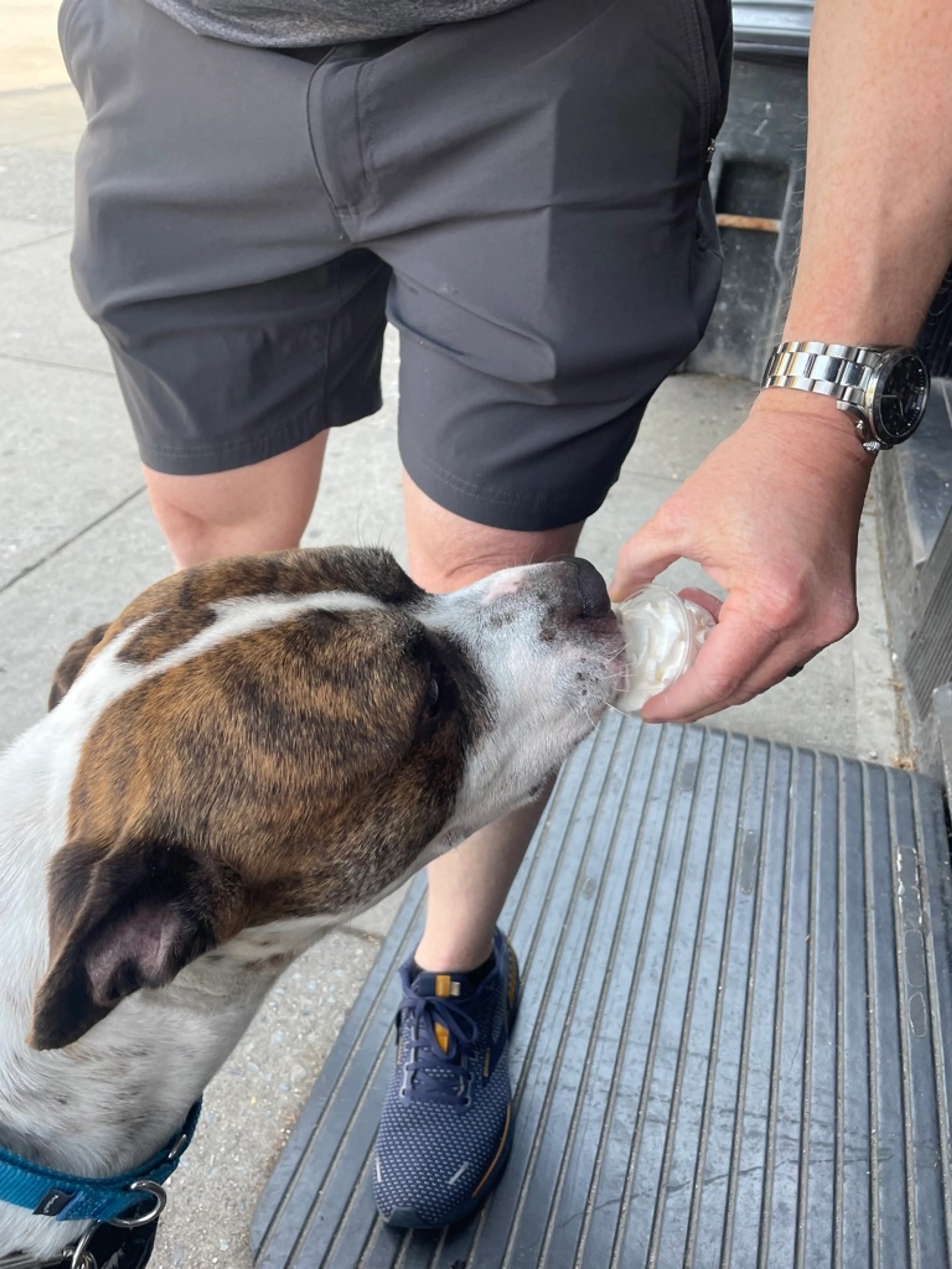 Found pet-5