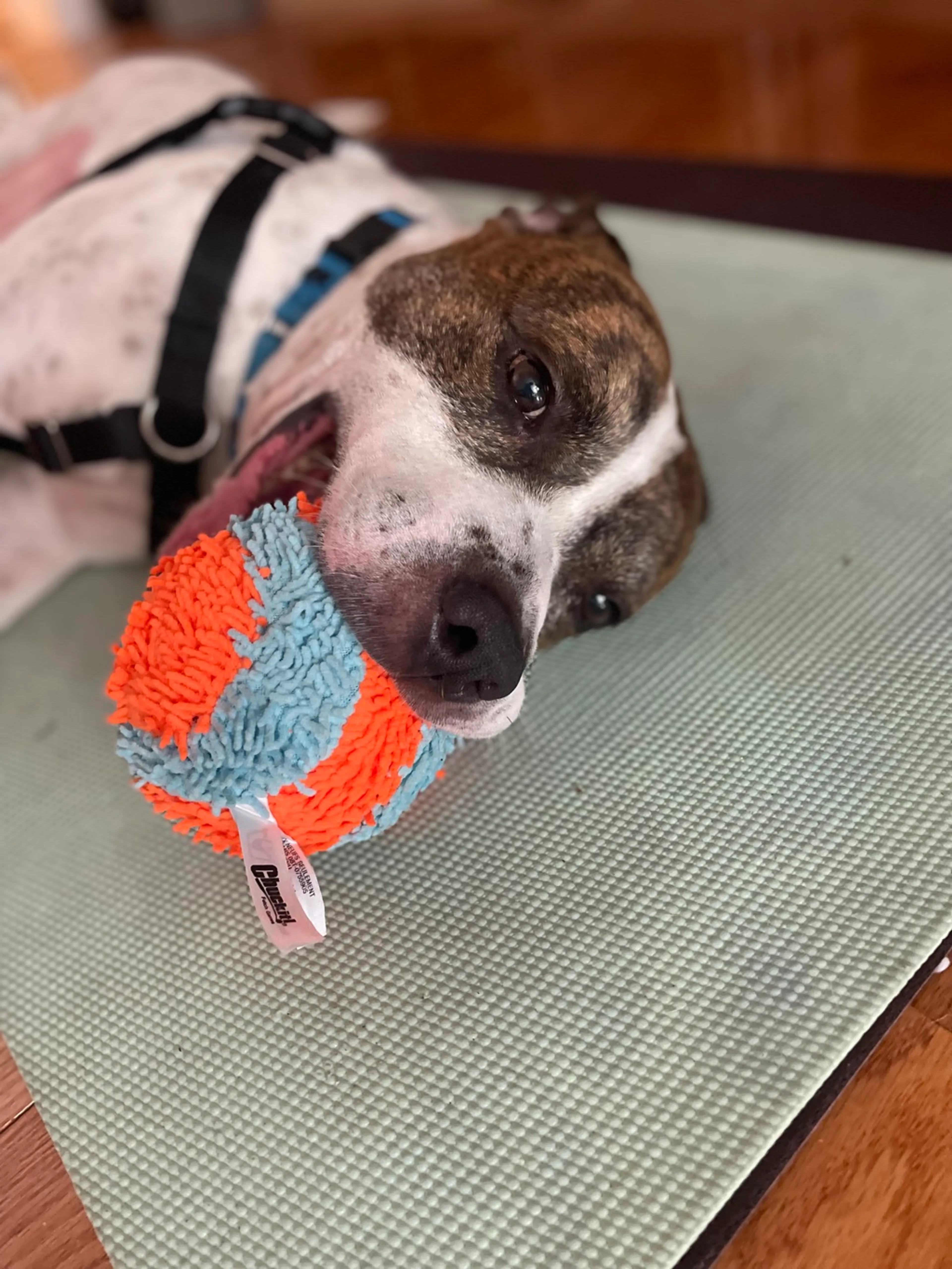 Found pet-3