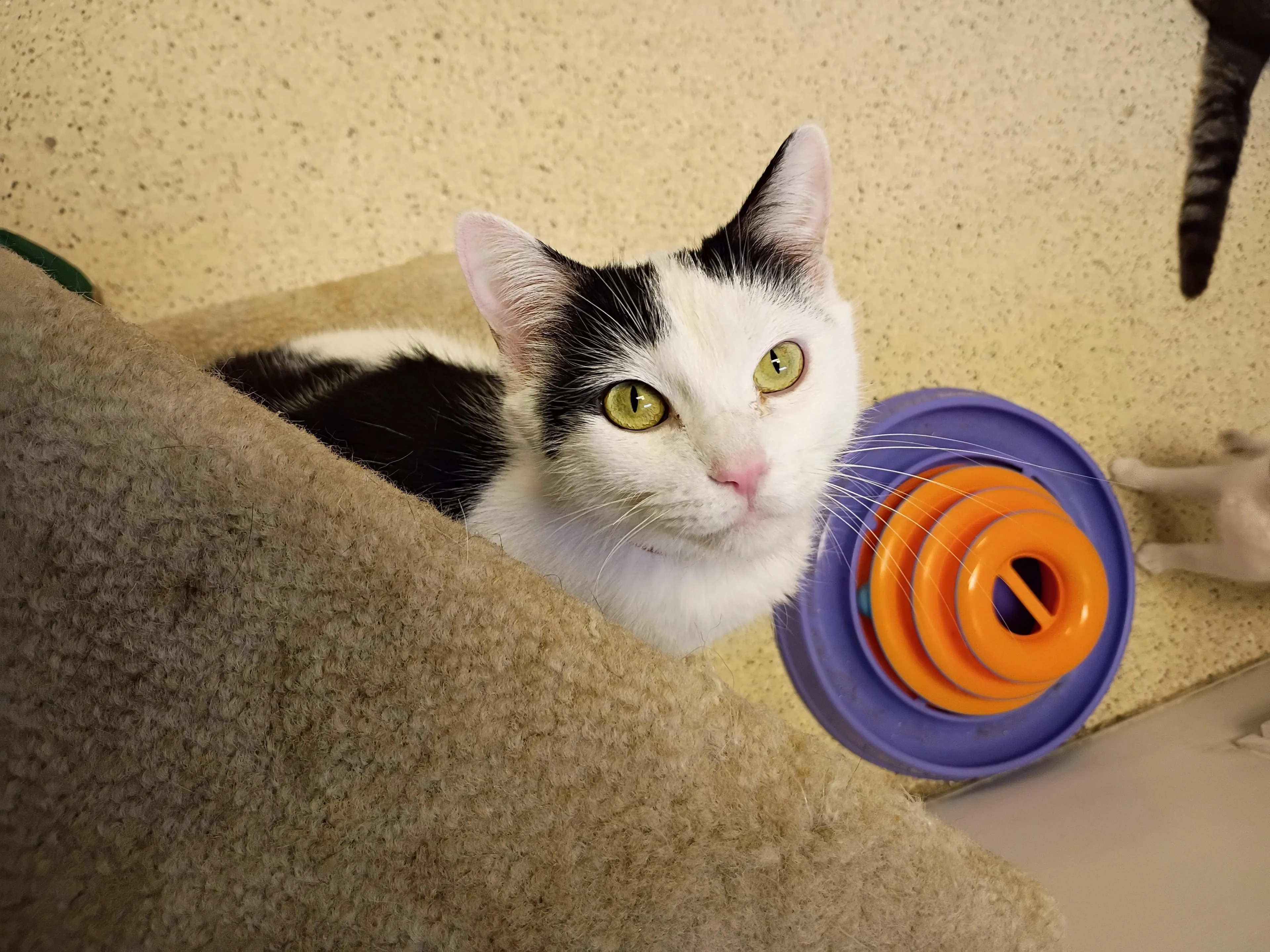 Found pet
