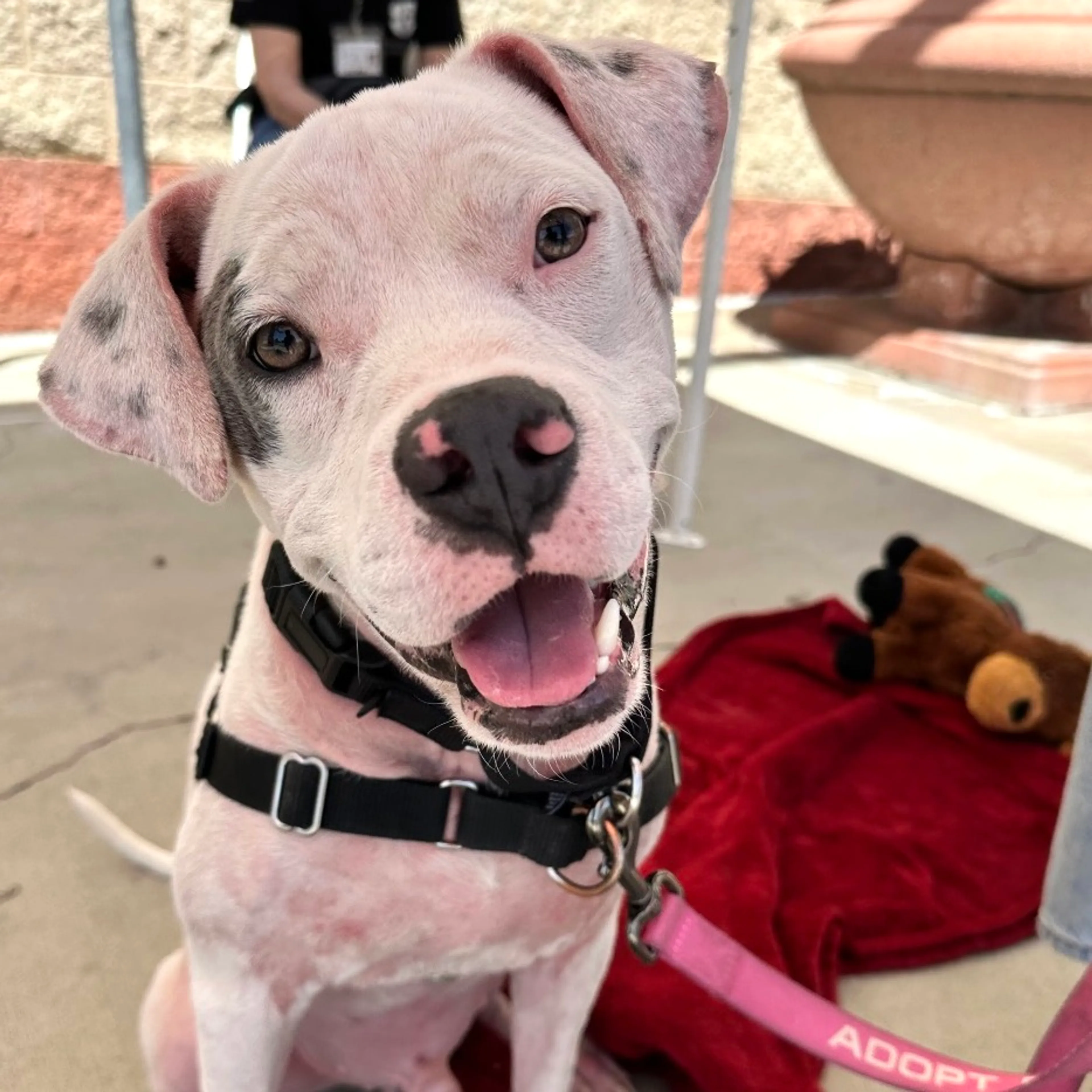 Found pet-1