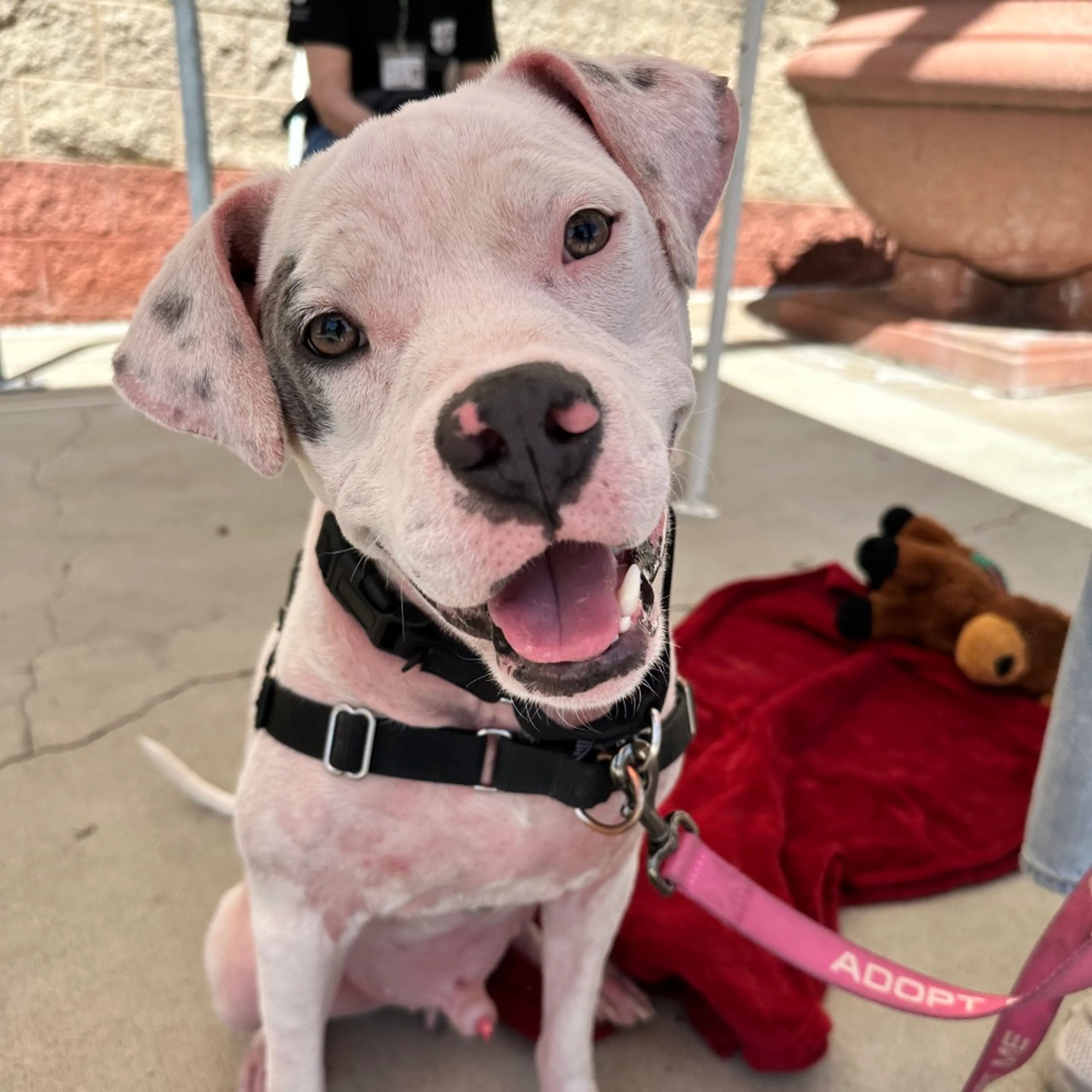 Found pet-9