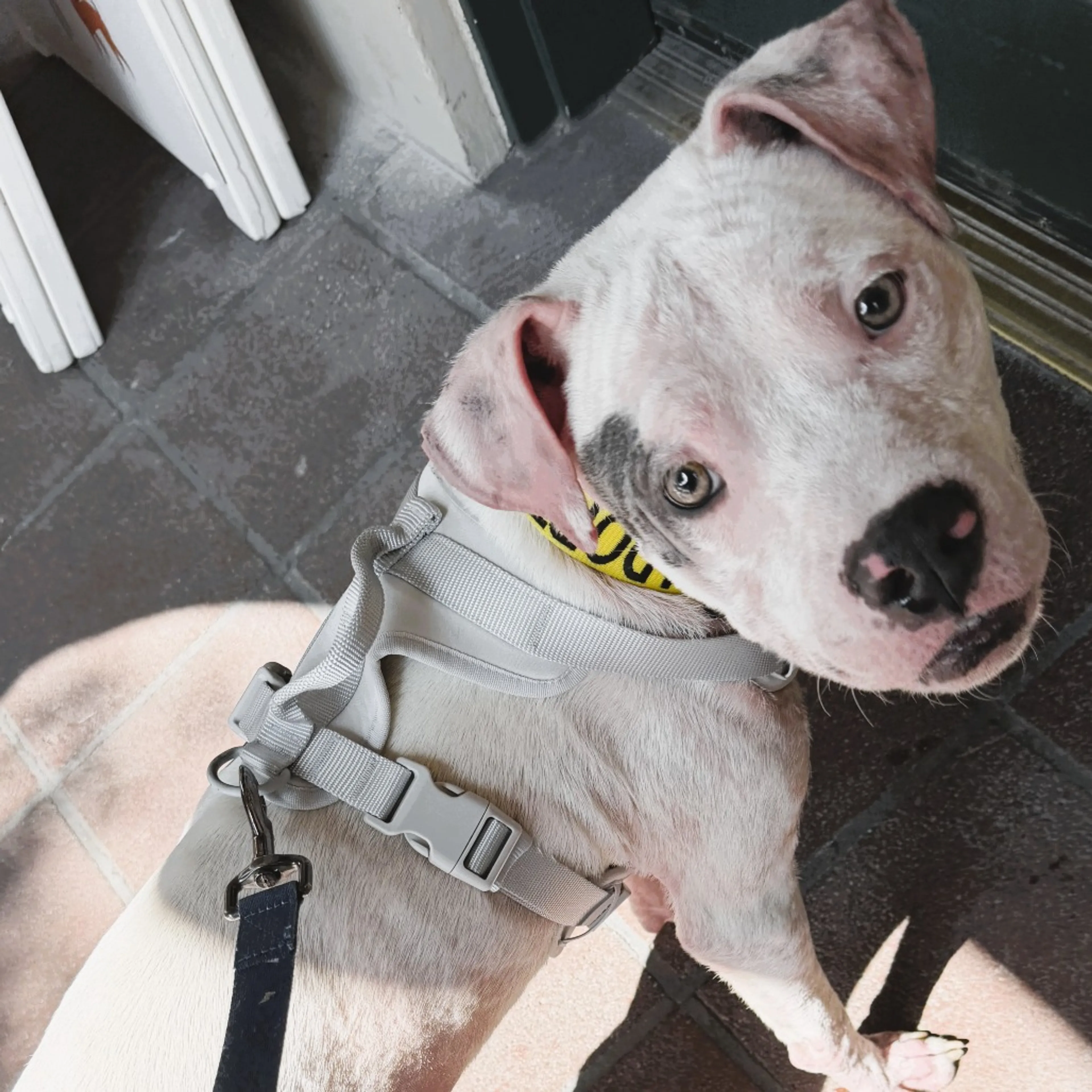Found pet-4