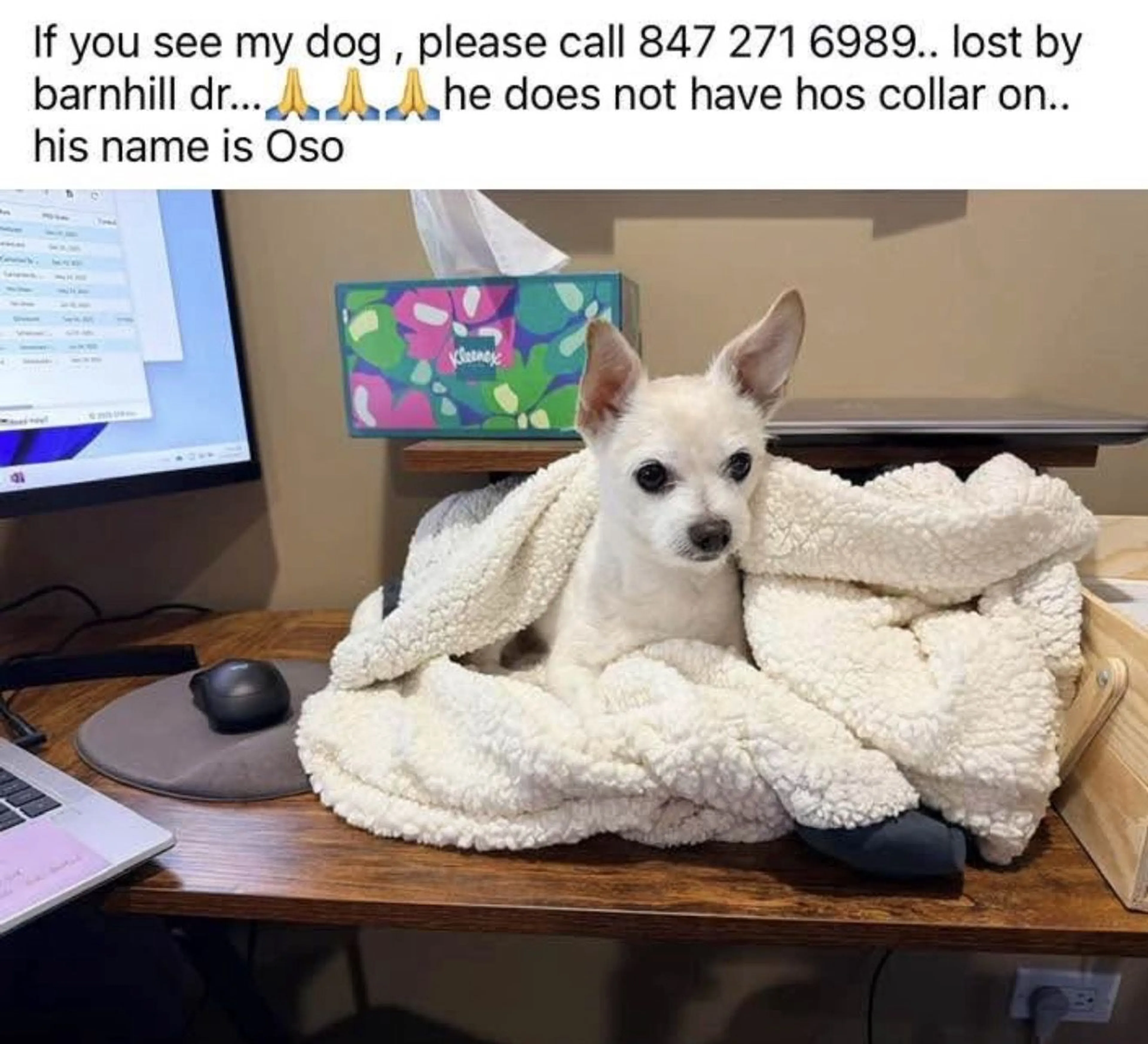 Lost pet