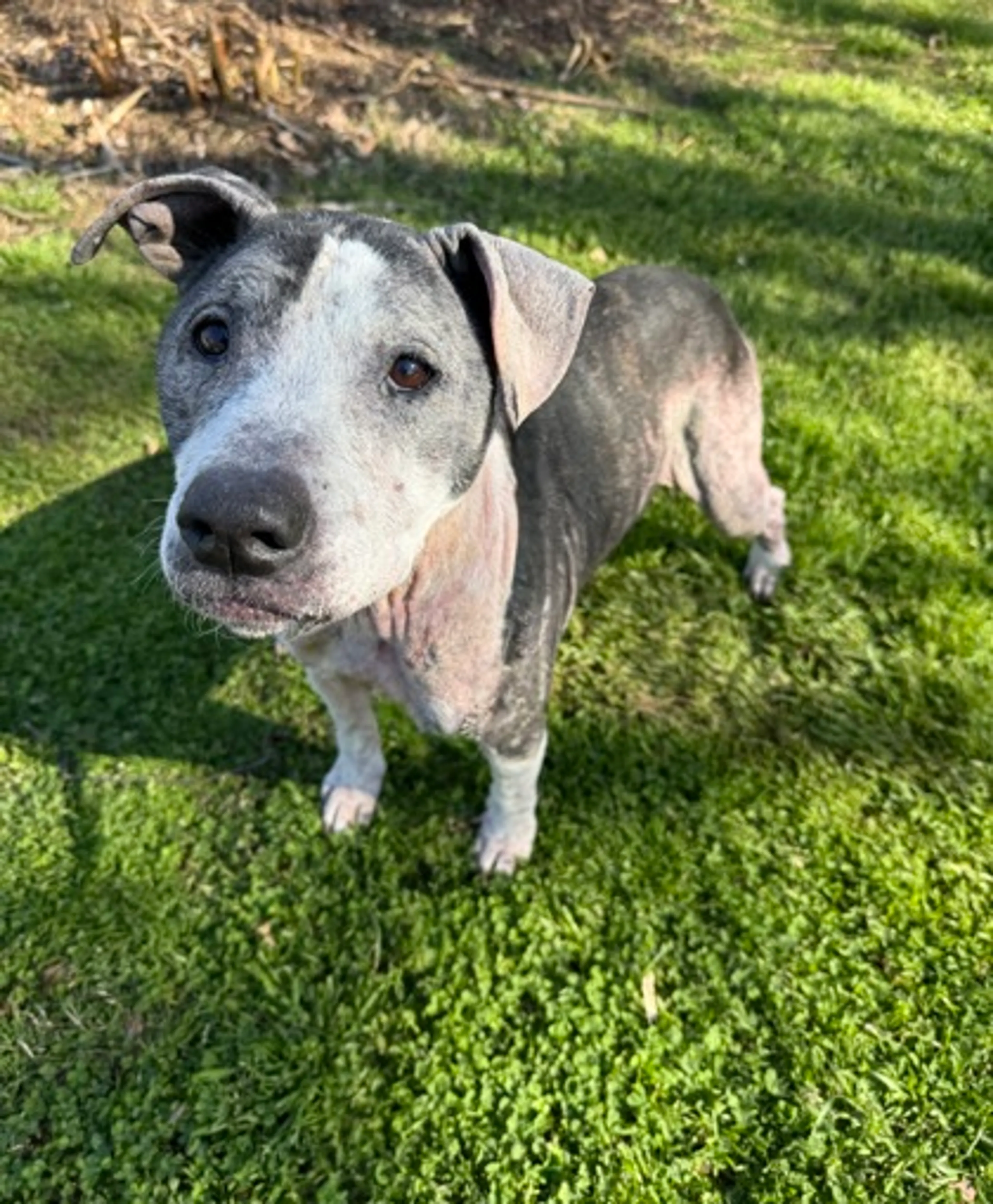 Found pet-2