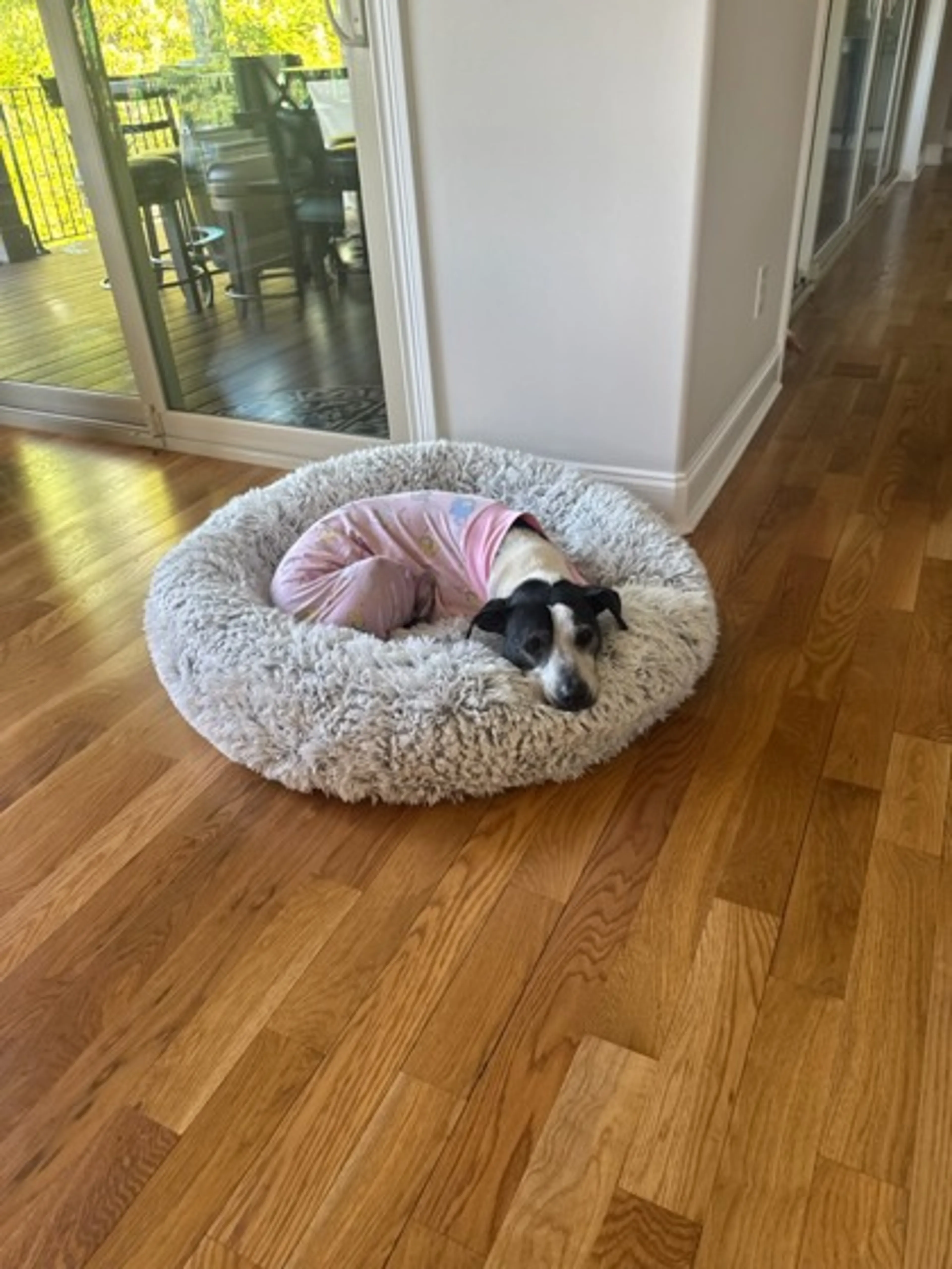 Found pet-1