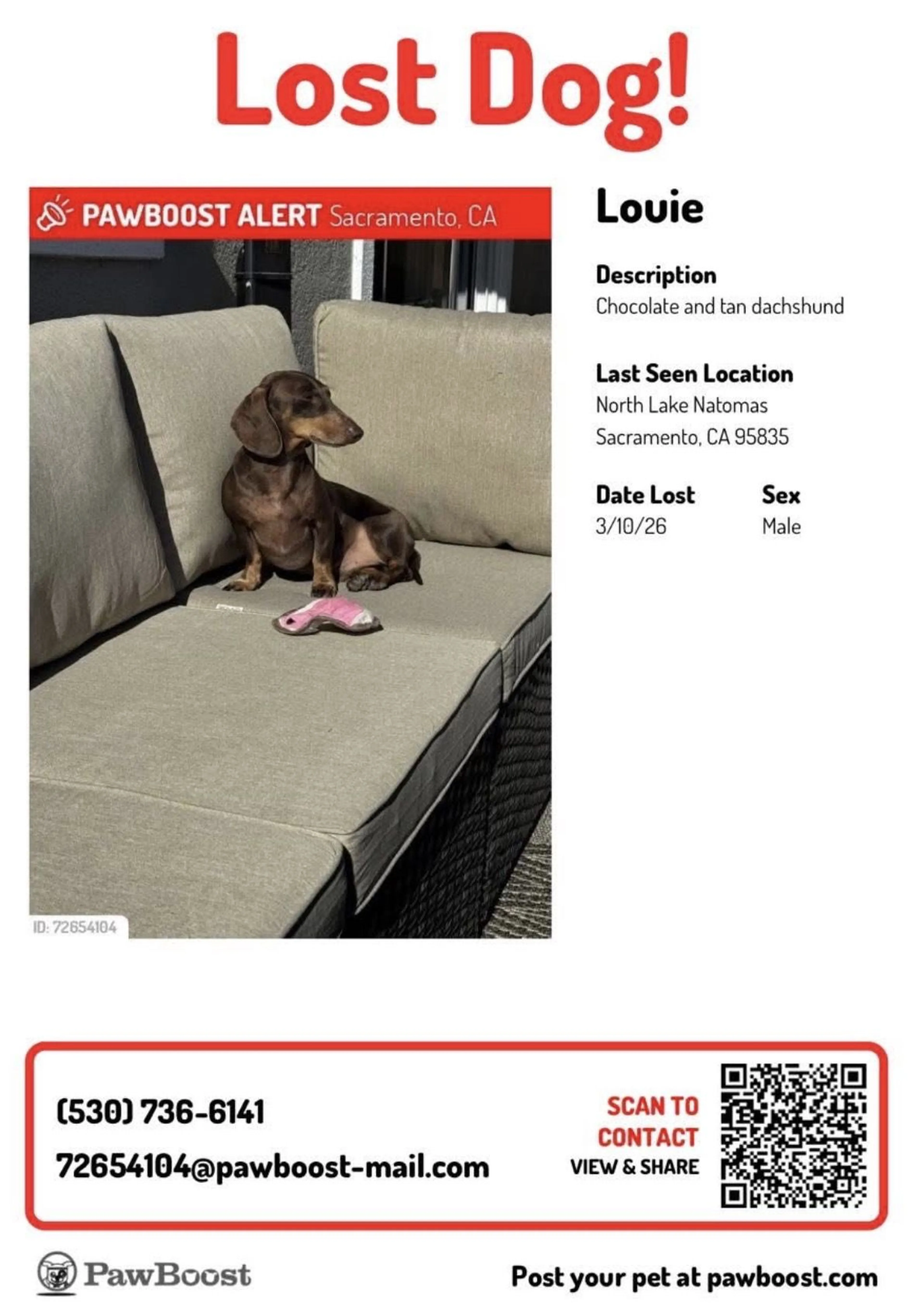 Lost pet-3