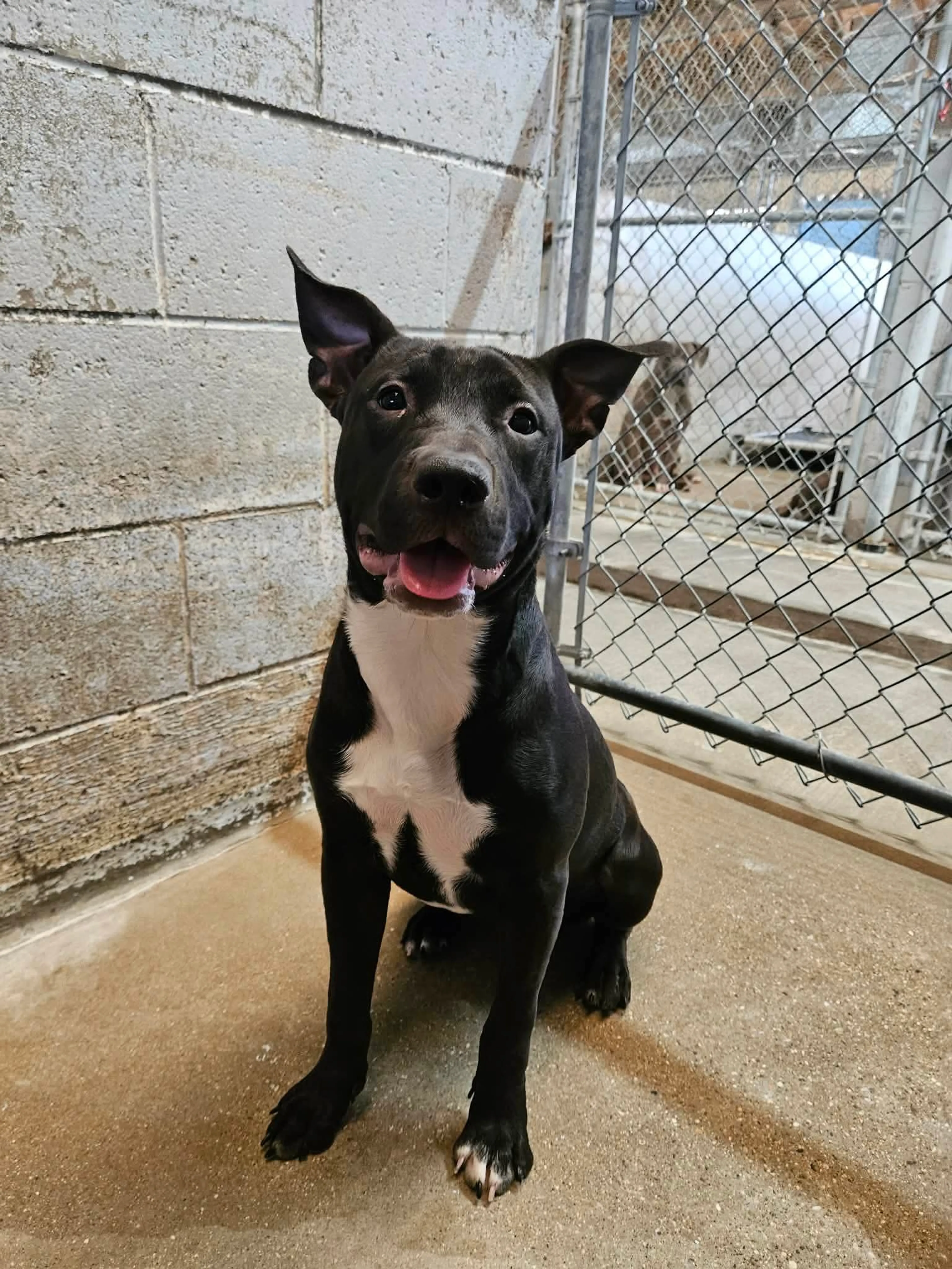 Found pet