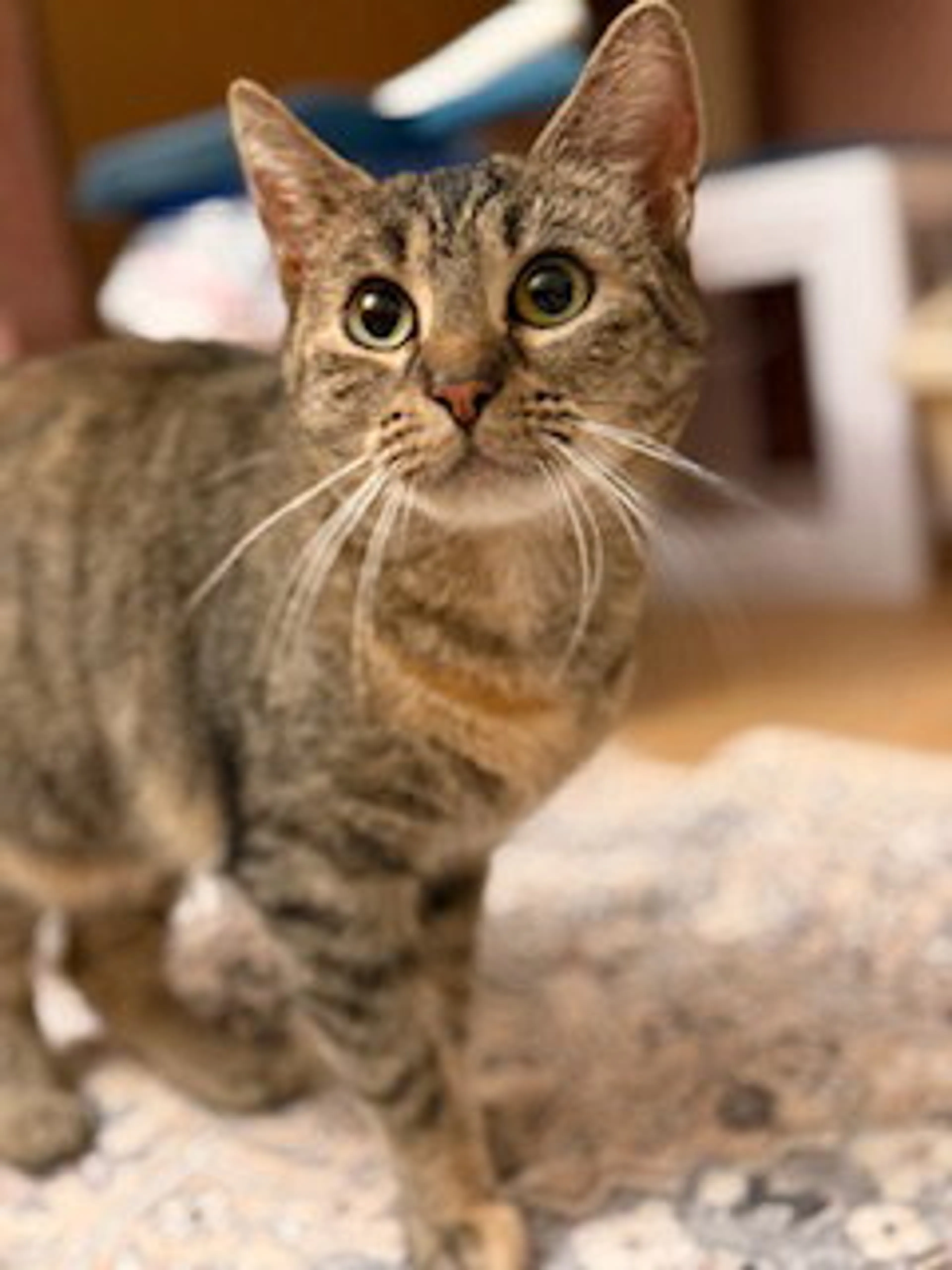 Found pet-1