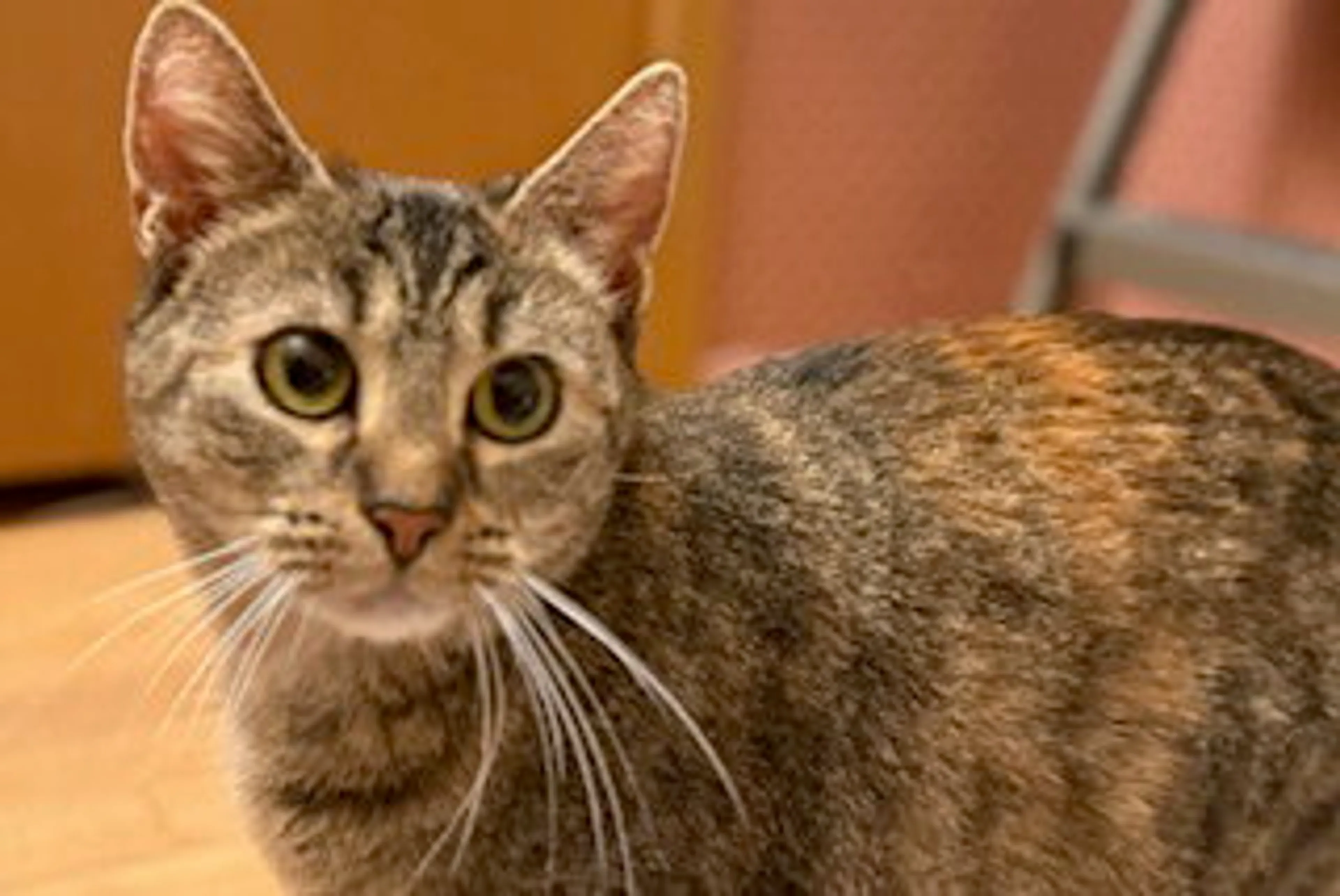 Found pet-2