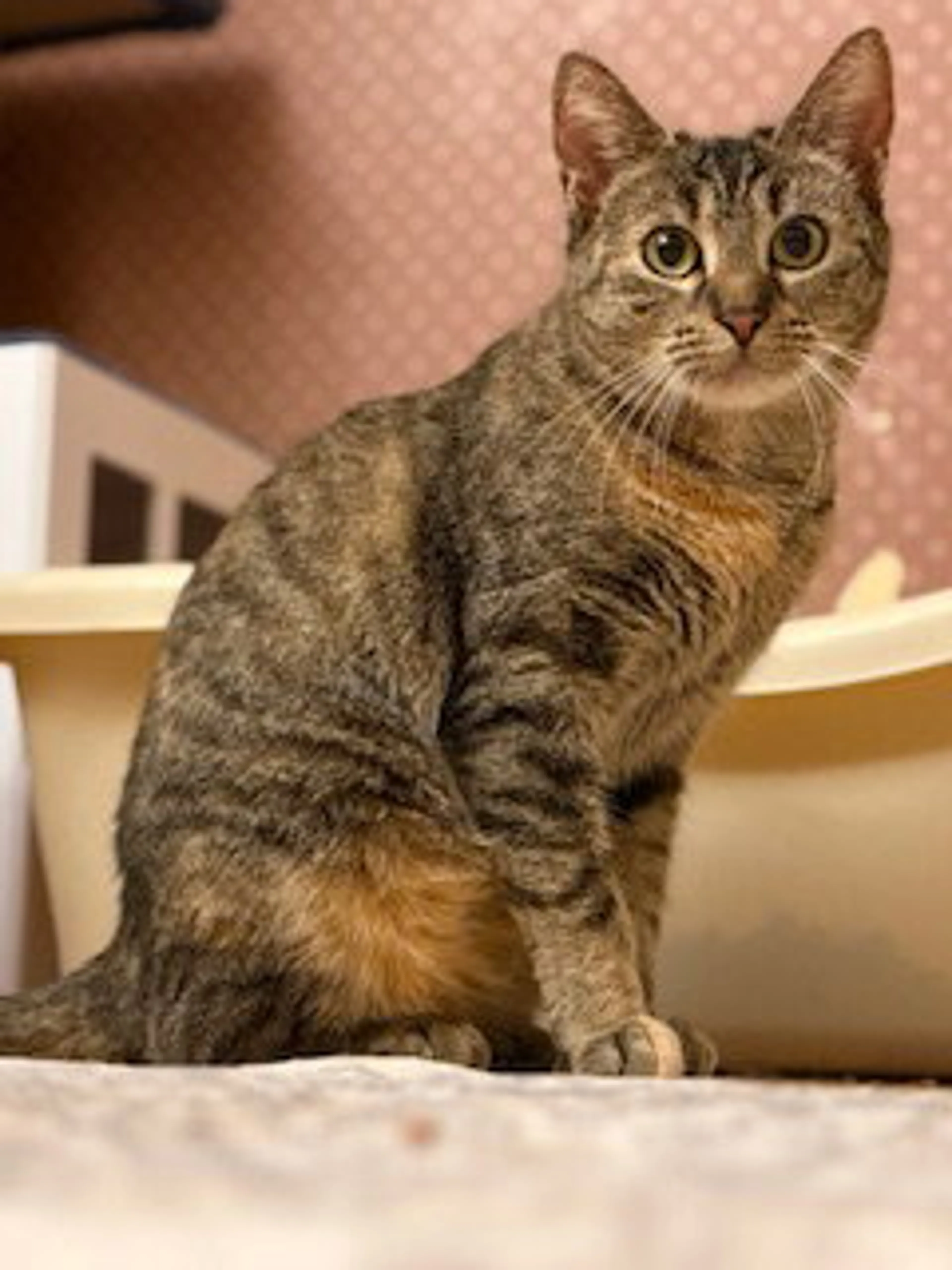 Found pet-0