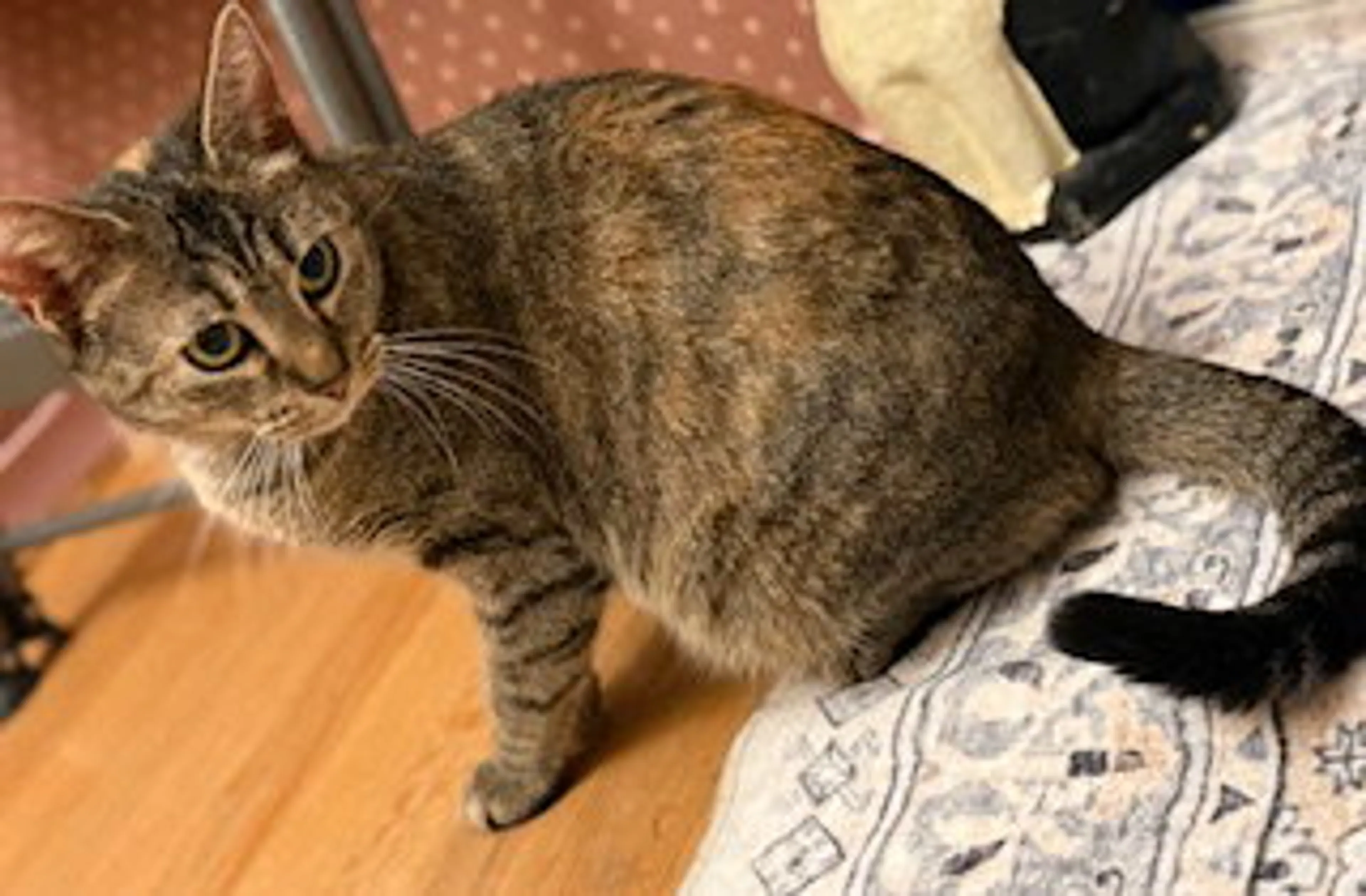 Found pet-3
