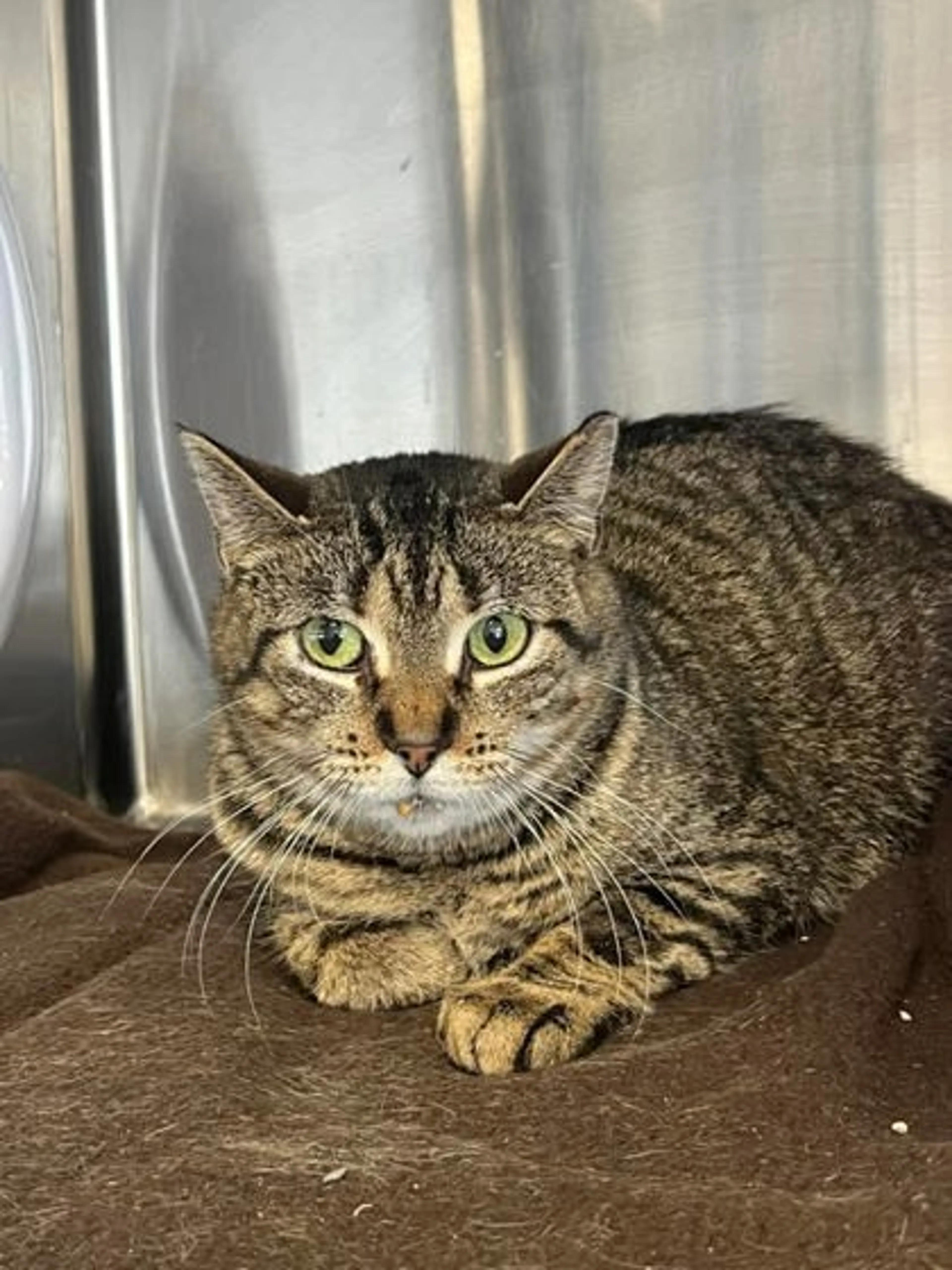 Found pet-2