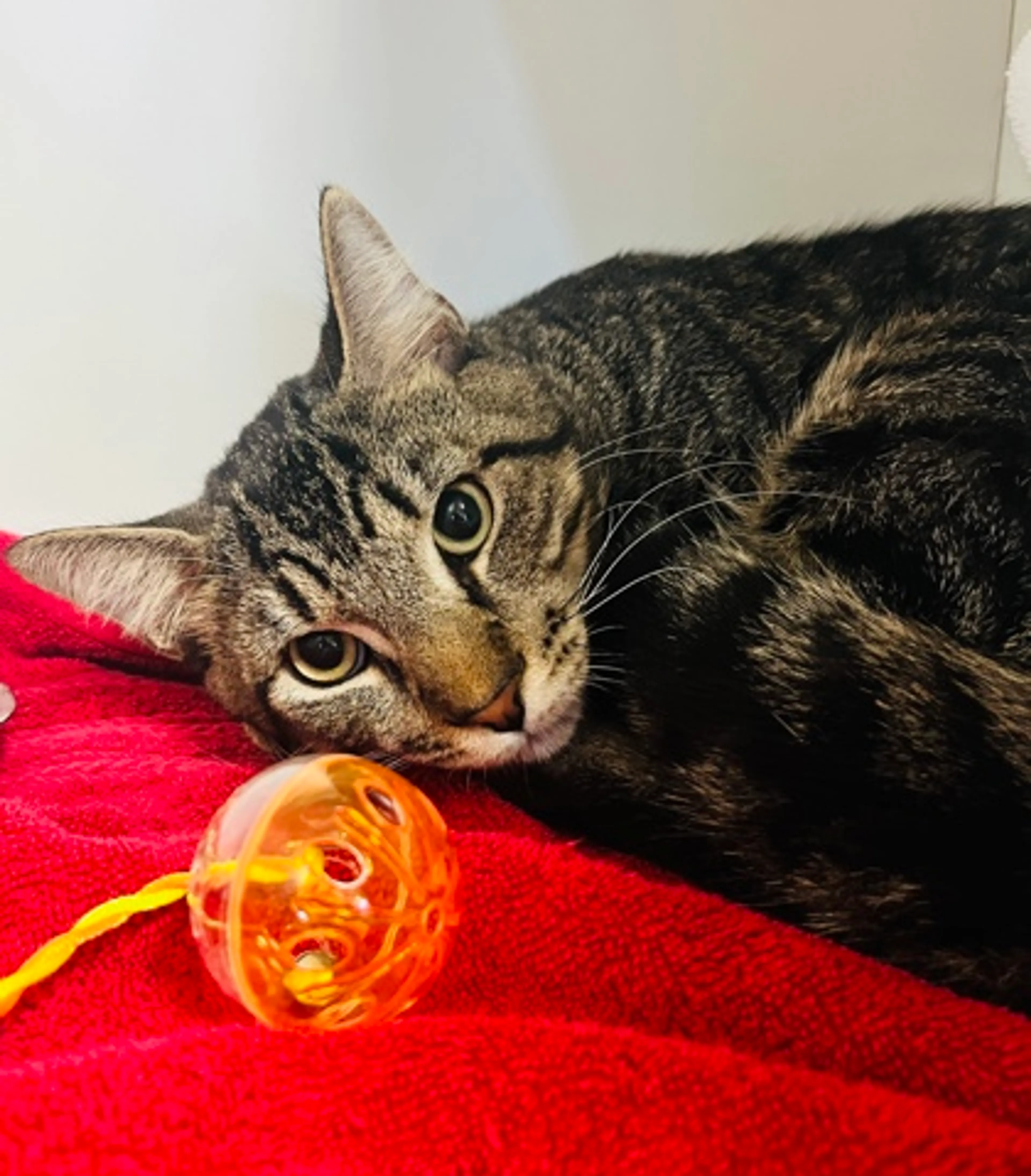 Found pet-2