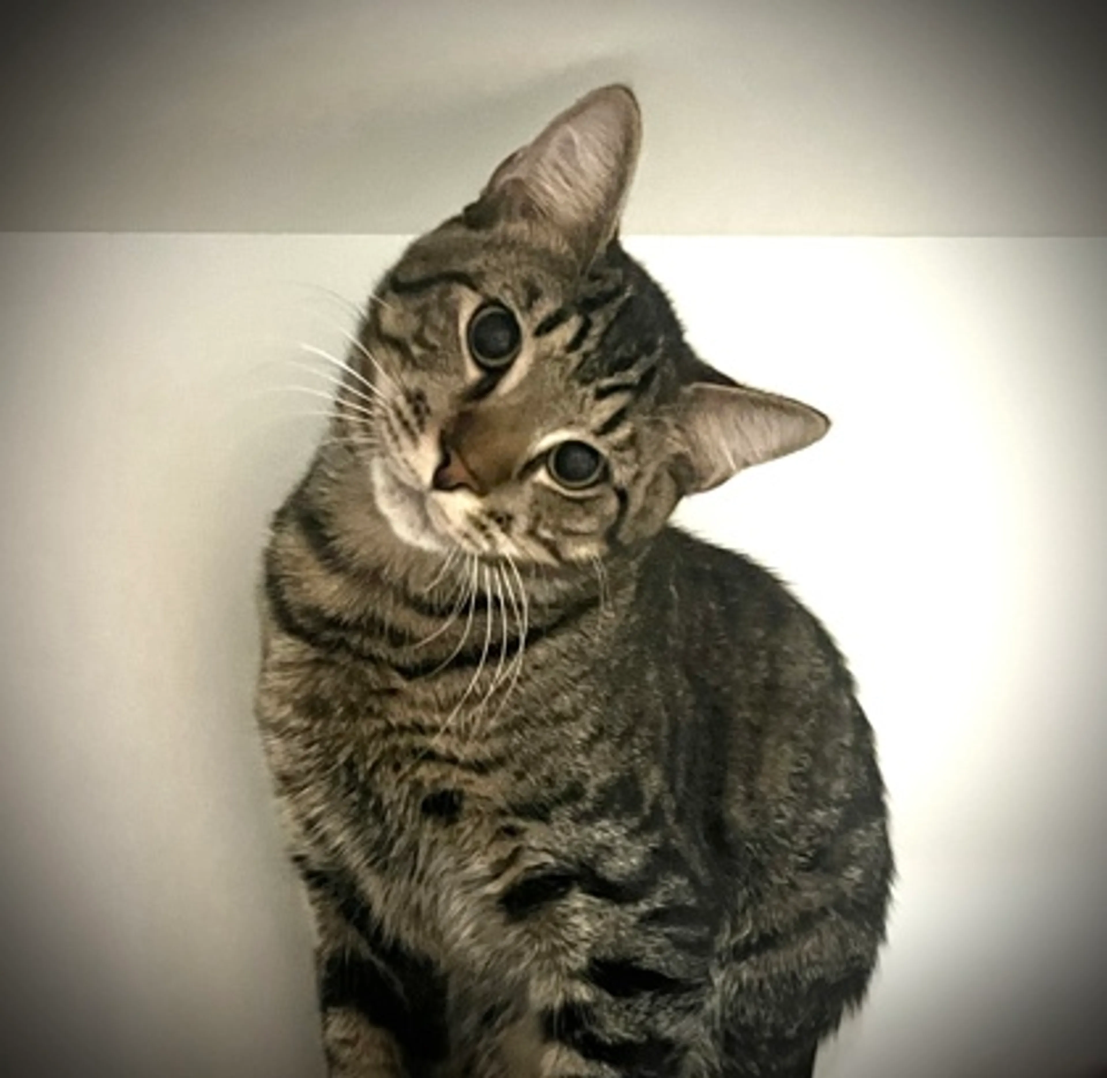 Found pet-1