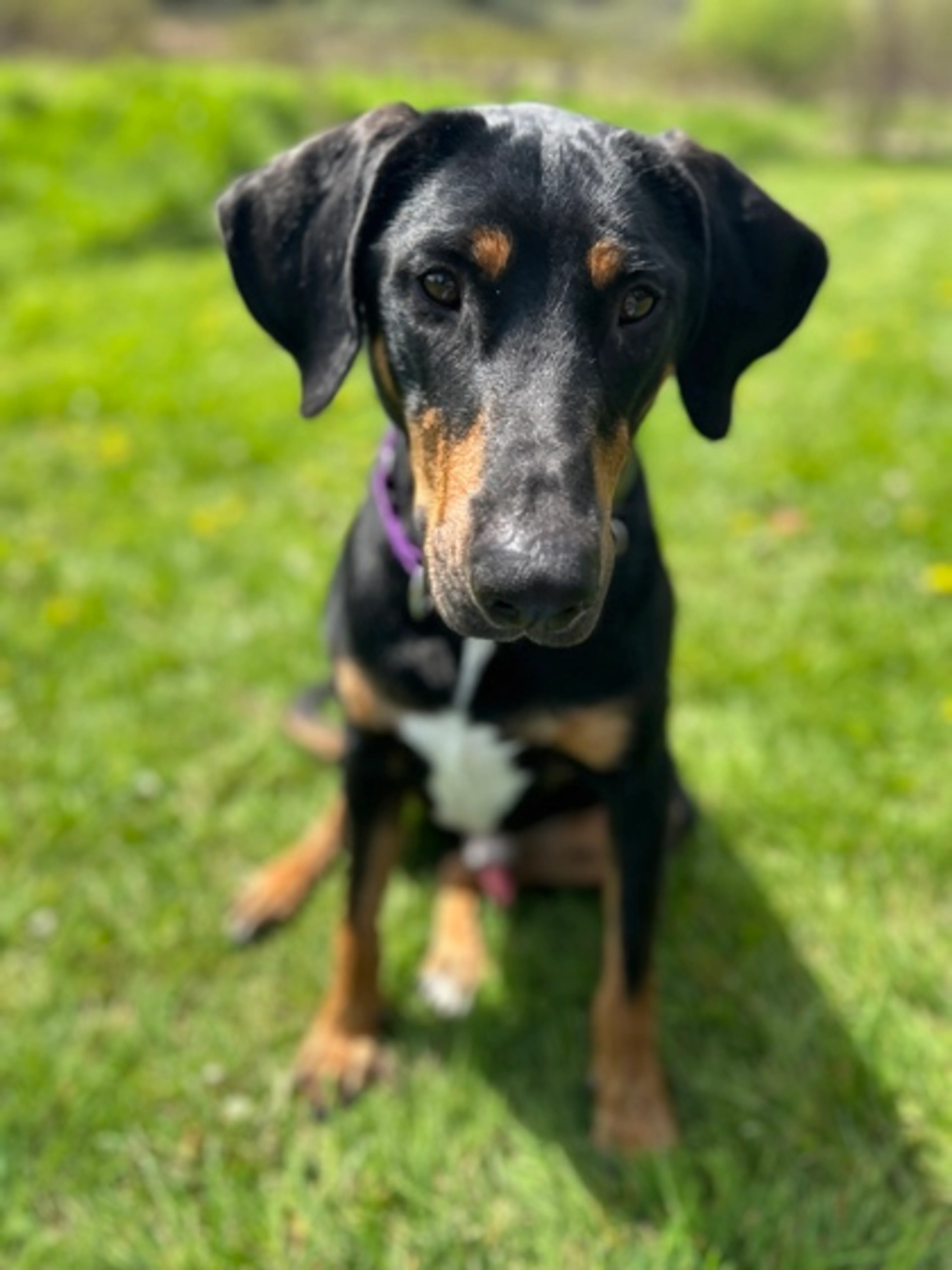 Found pet-2