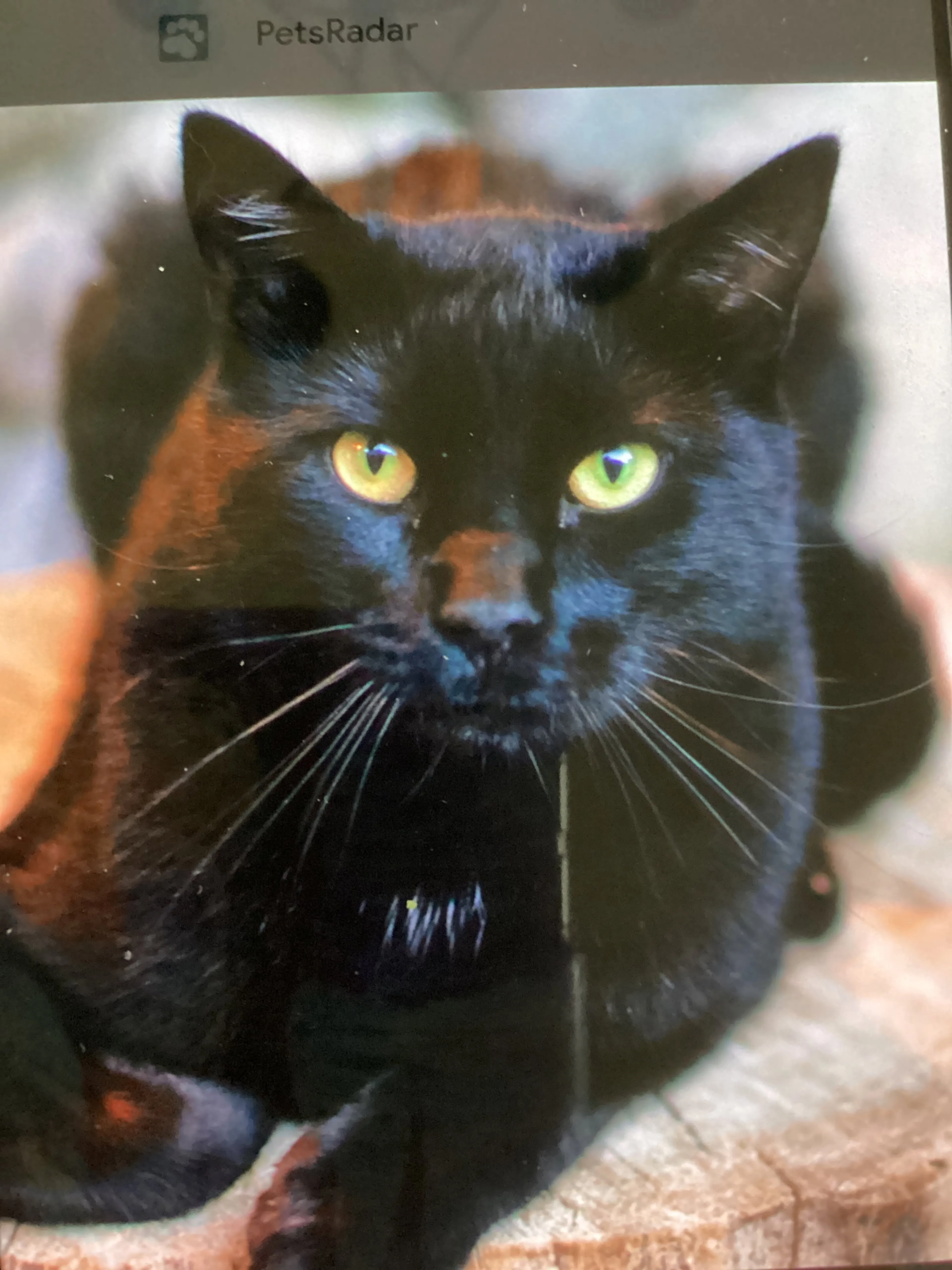 Found pet-1