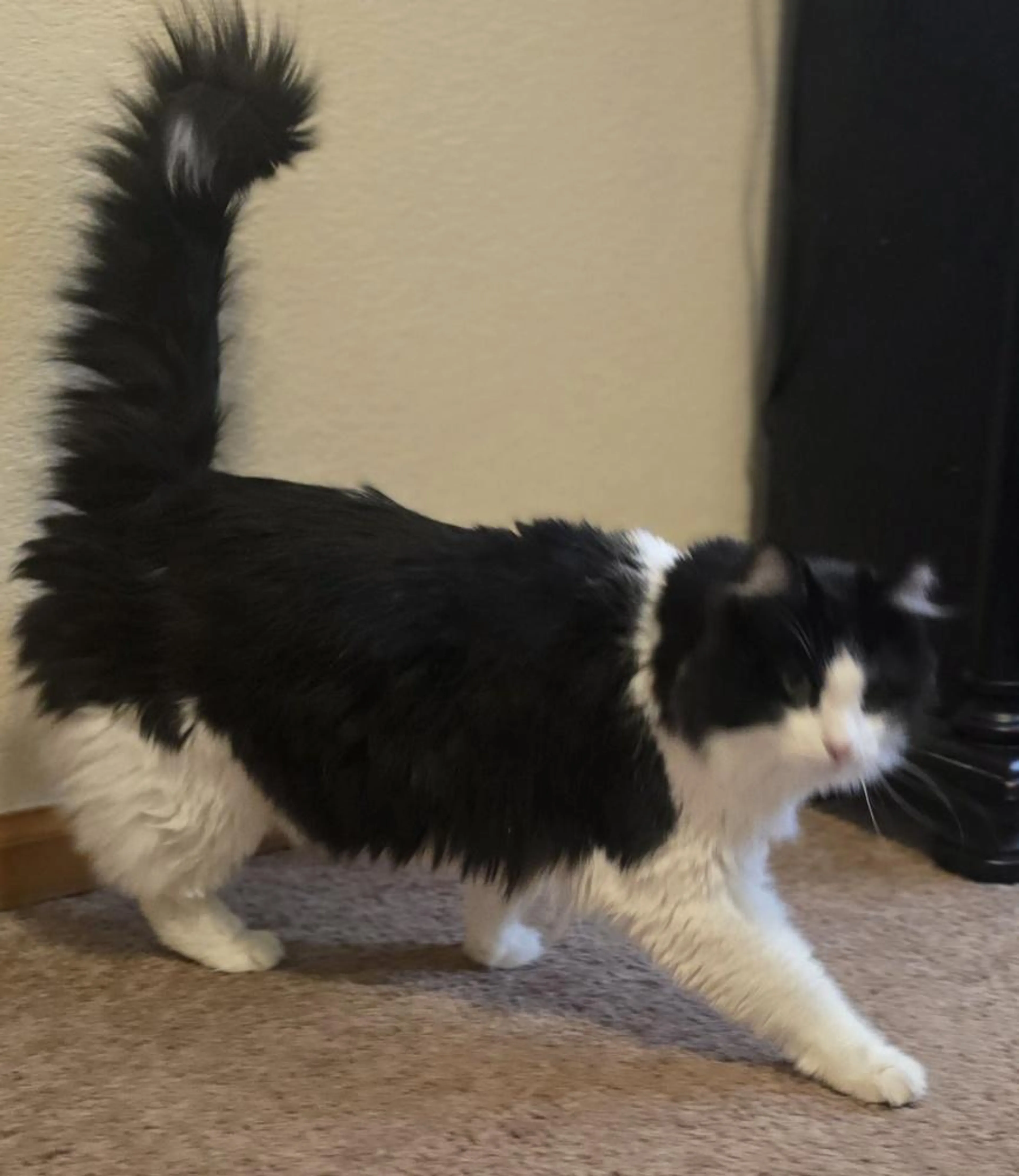 Found pet-4