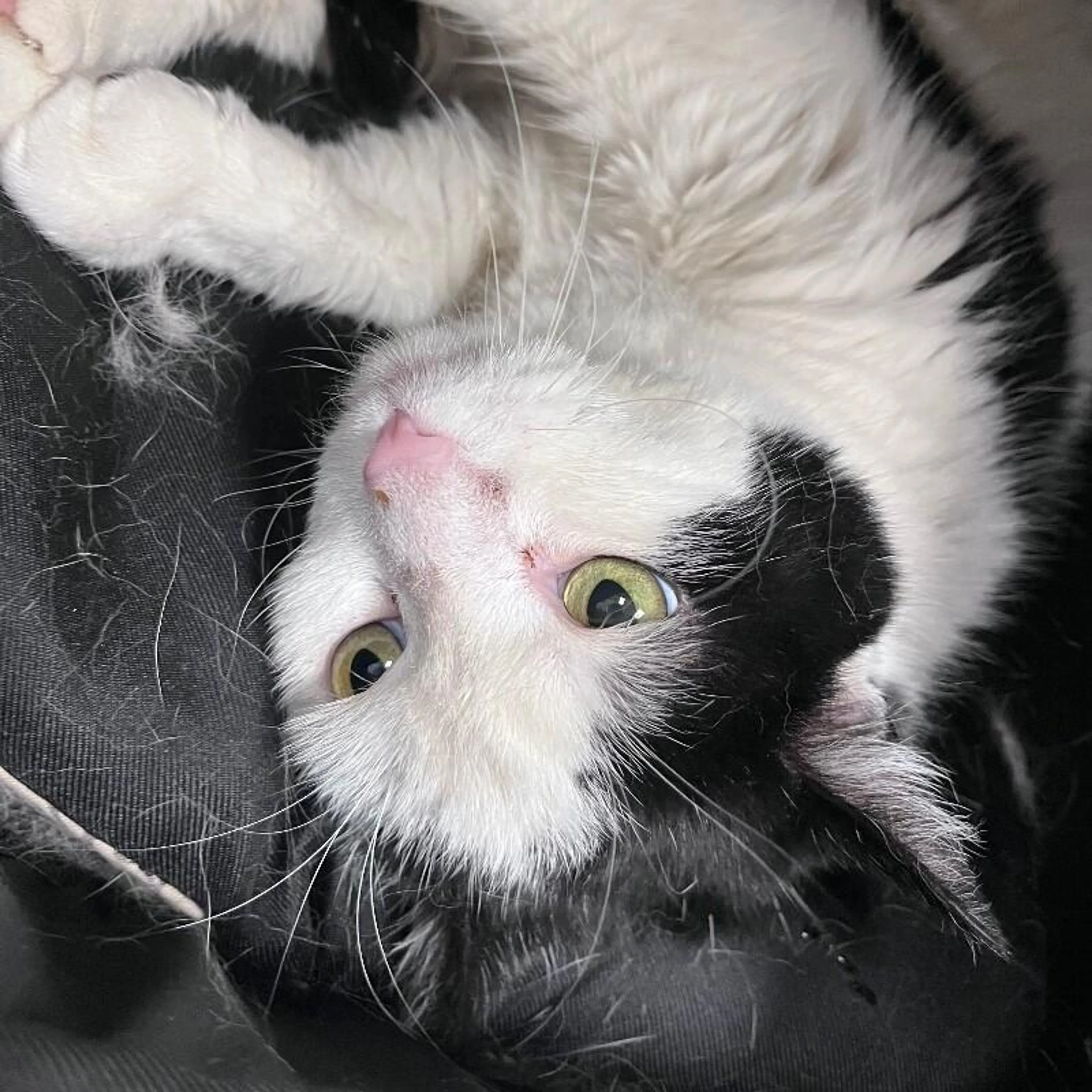 Found pet-5
