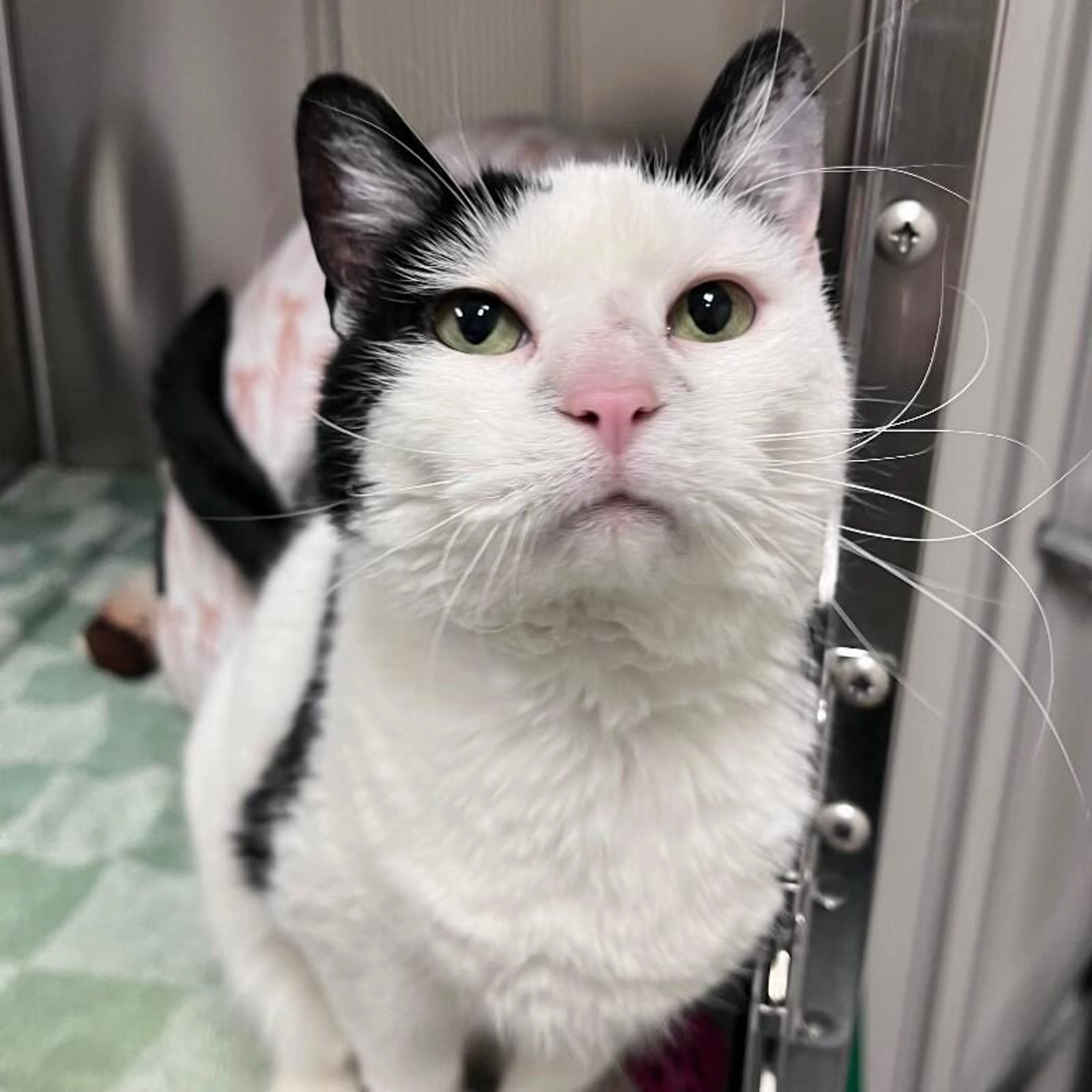 Found pet-1