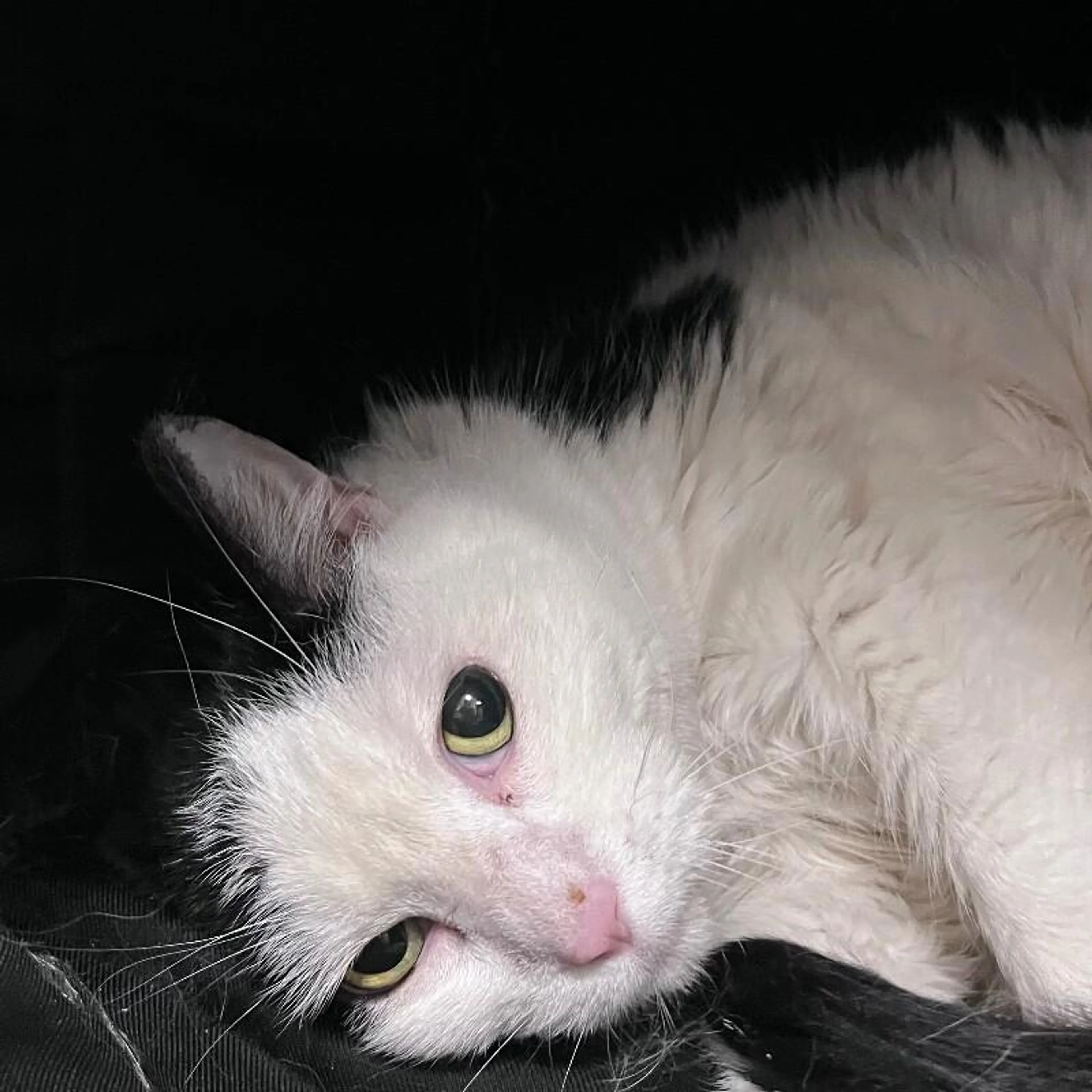 Found pet-2