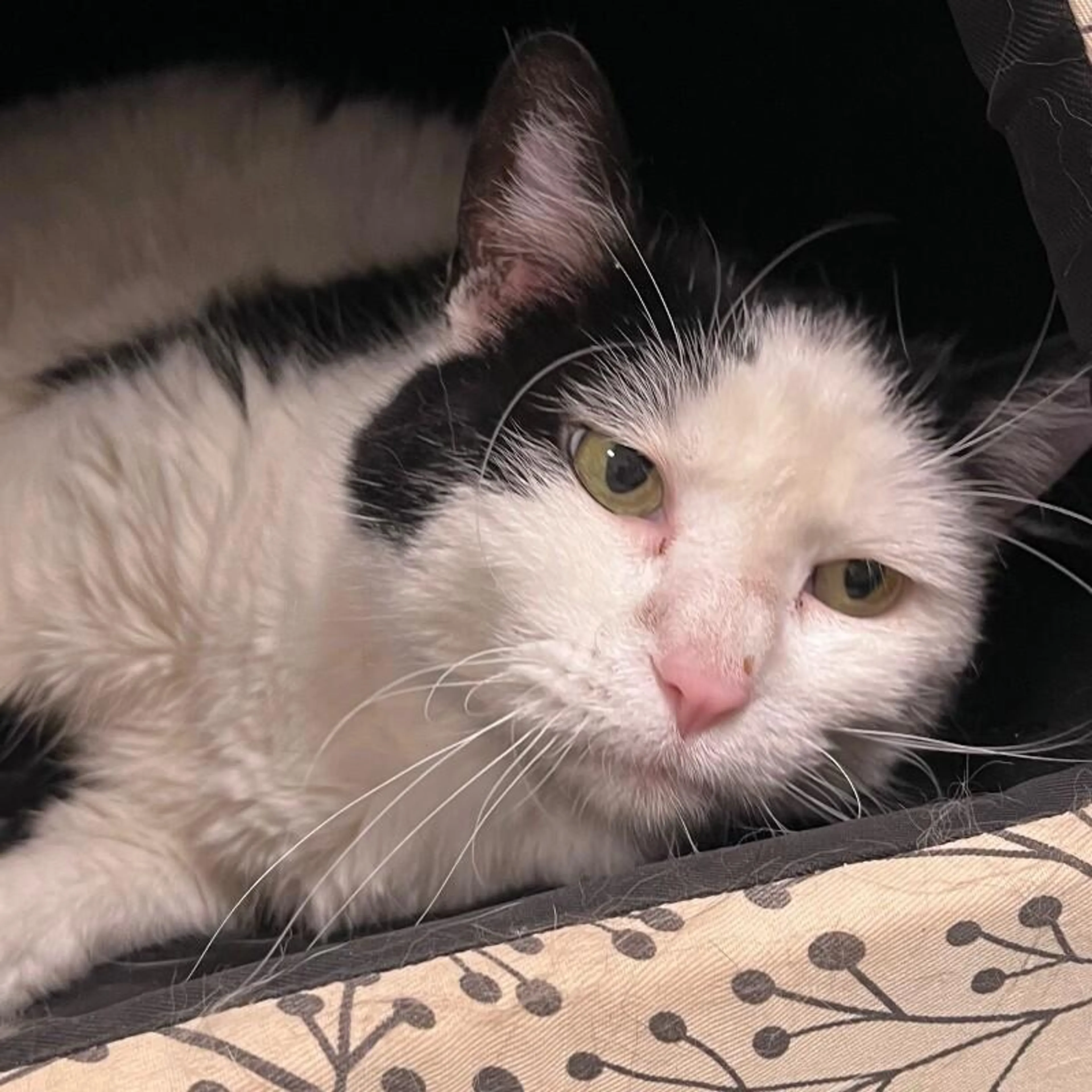 Found pet-4